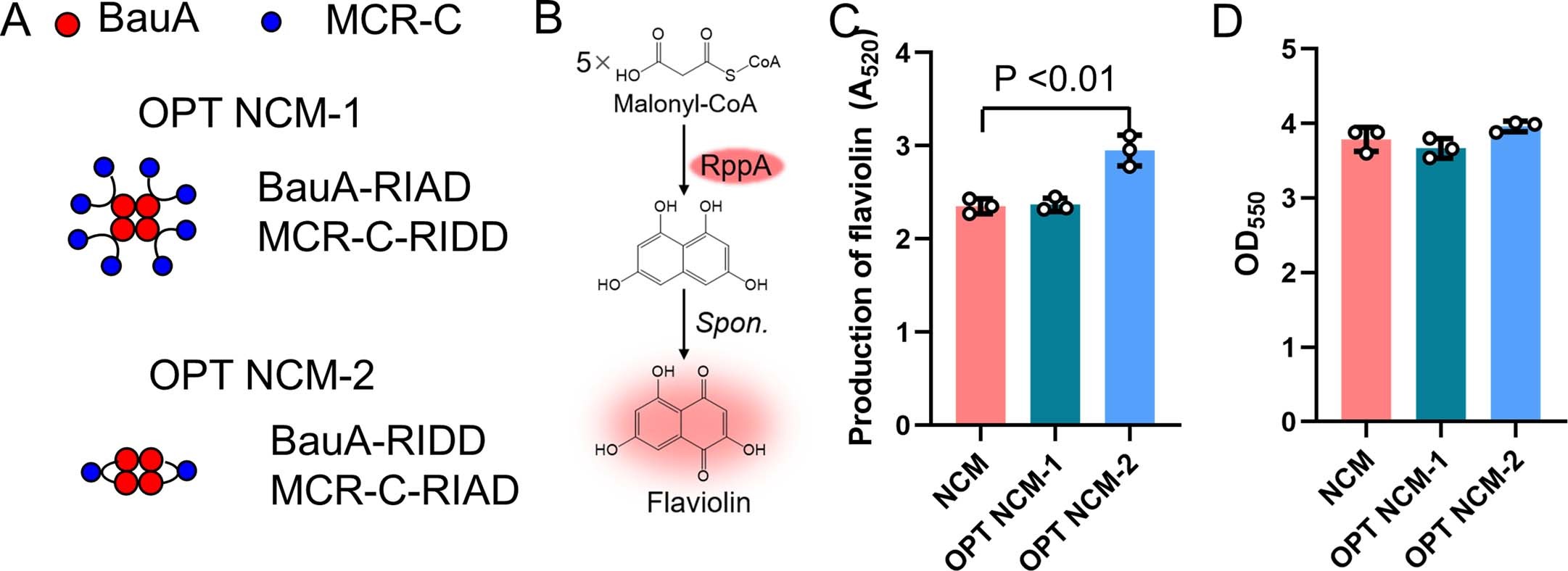 Extended Data Fig. 9: Assembly of the NCM pathway enzymes for malonyl-CoA derived flaviolin production.