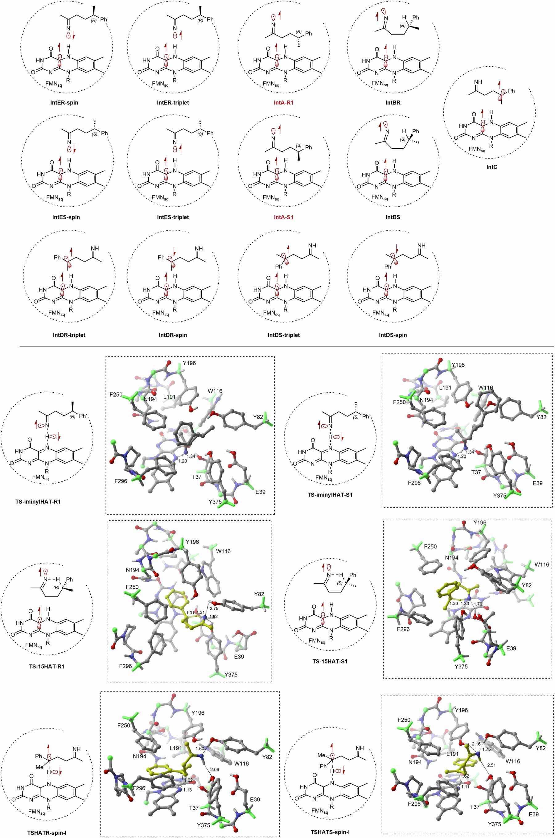 Extended Data Fig. 3: Optimal structures for transition states and key intermediates.