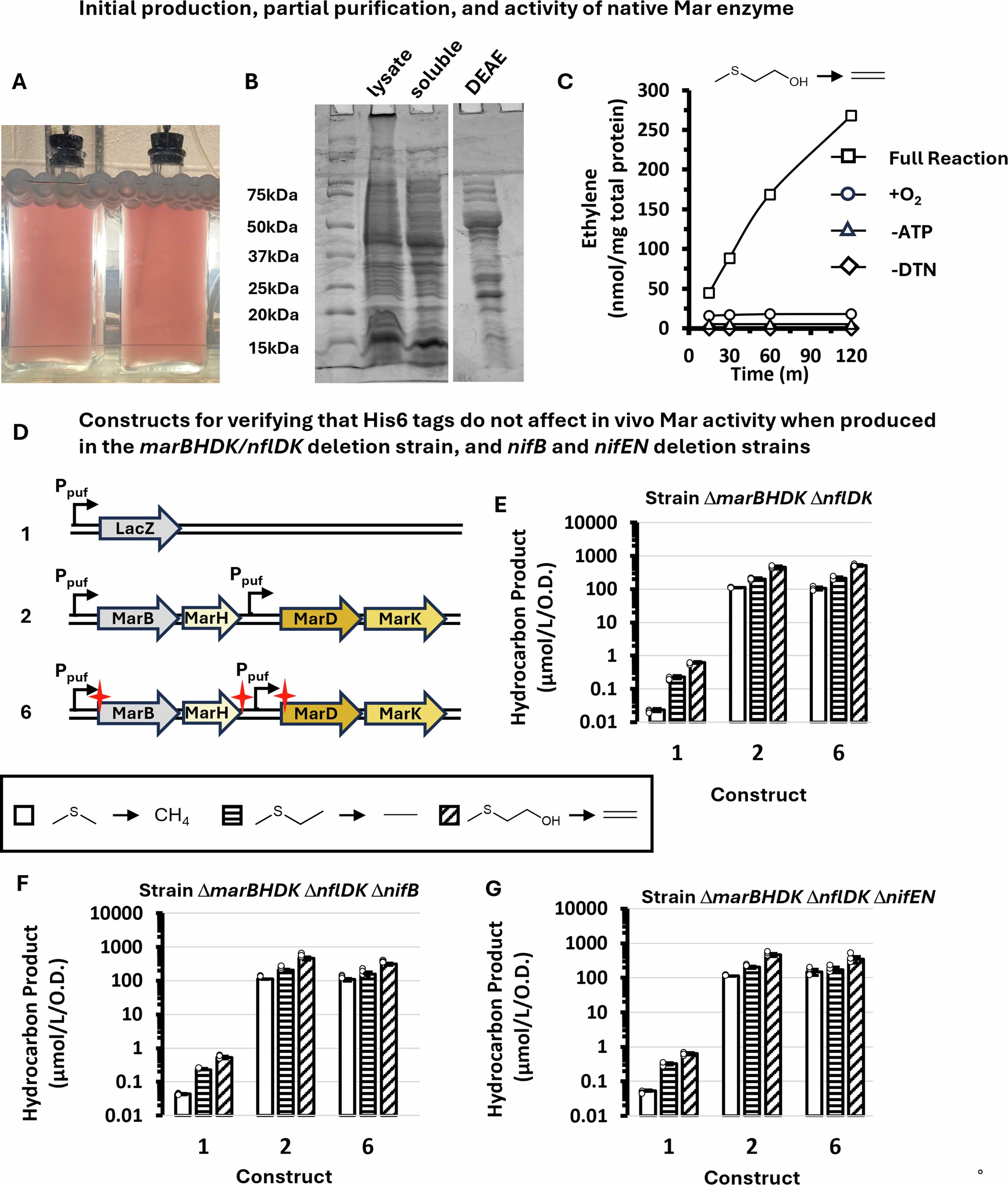 Extended Data Fig. 1: MAR Purification.