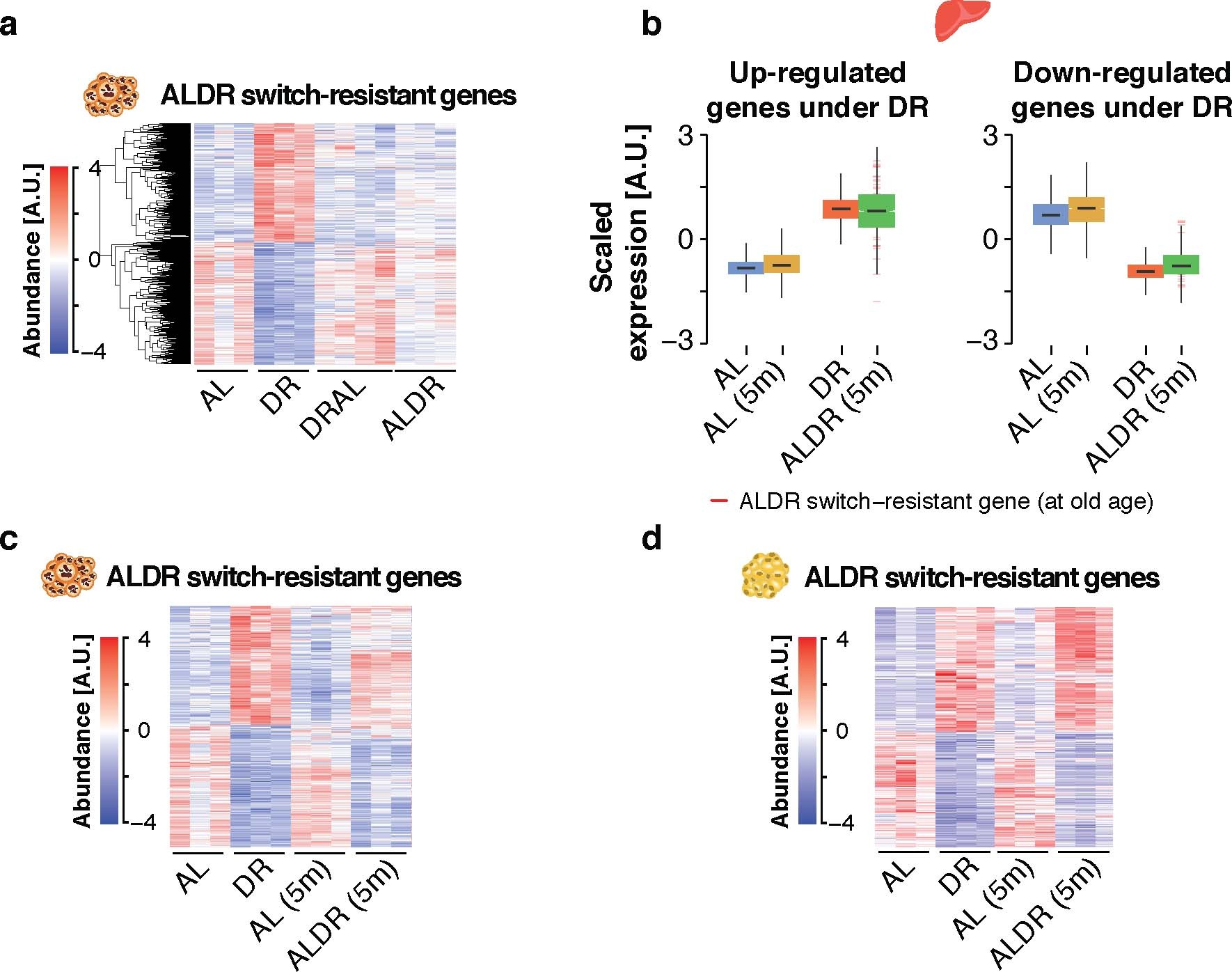 Extended Data Fig. 3: Transcriptional reprogramming in response to early-onset DR and late-onset AL.
