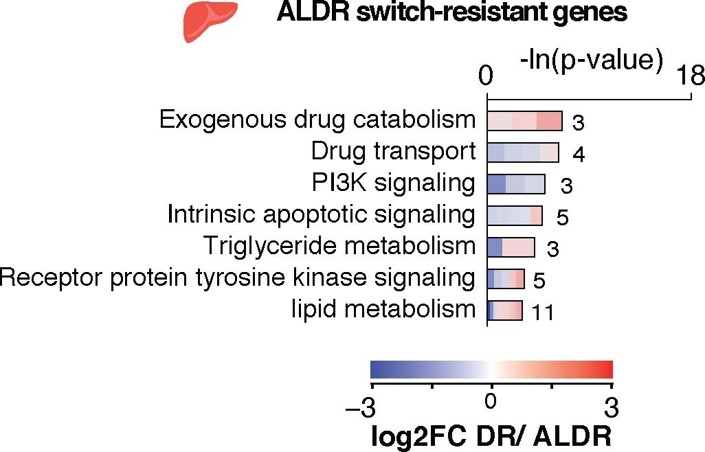 Extended Data Fig. 5: Extended functional enrichment analysis of liver.