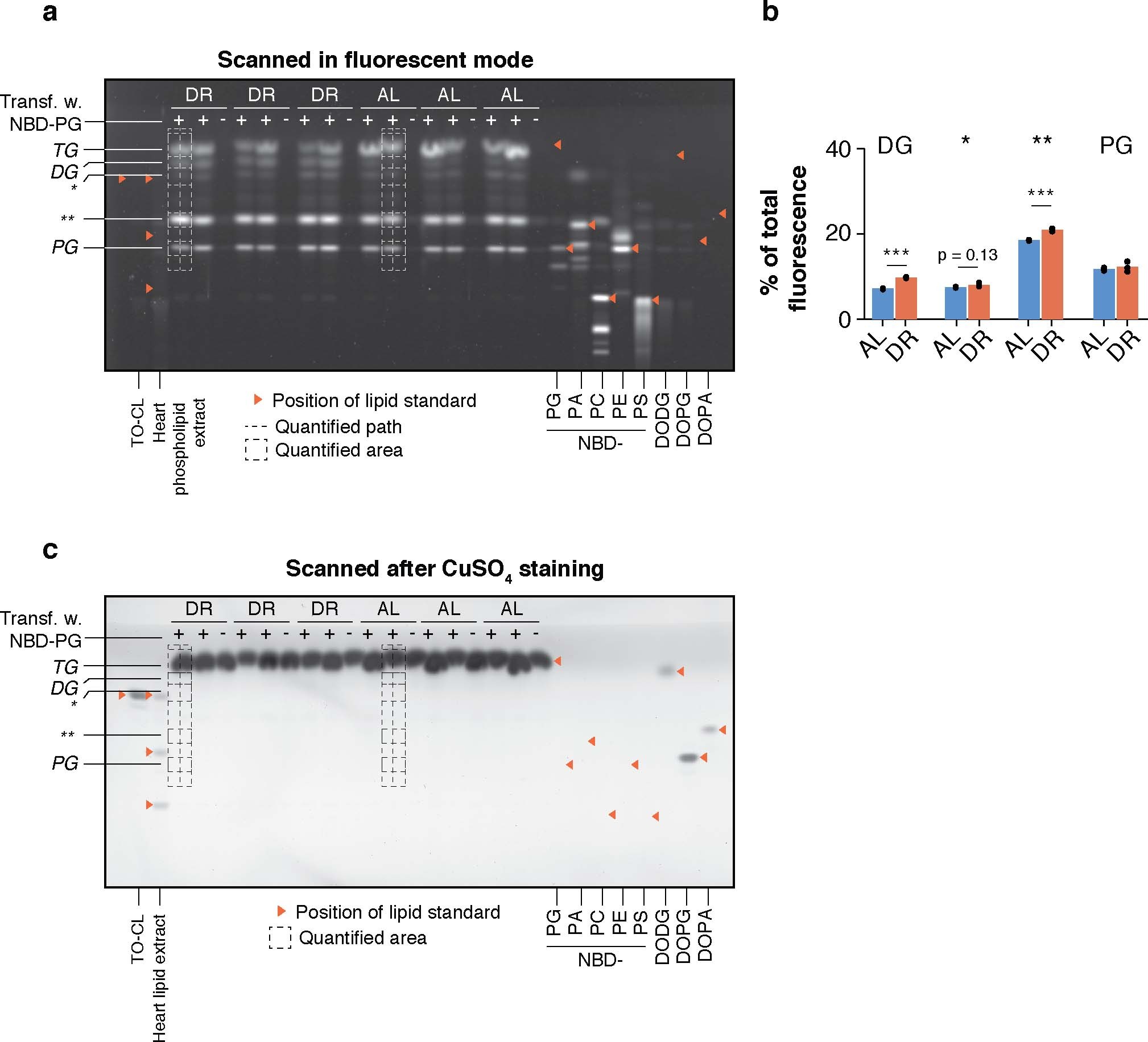 Extended Data Fig. 8: Fluorescence signal analysis of pulse–chase experiment outcome.