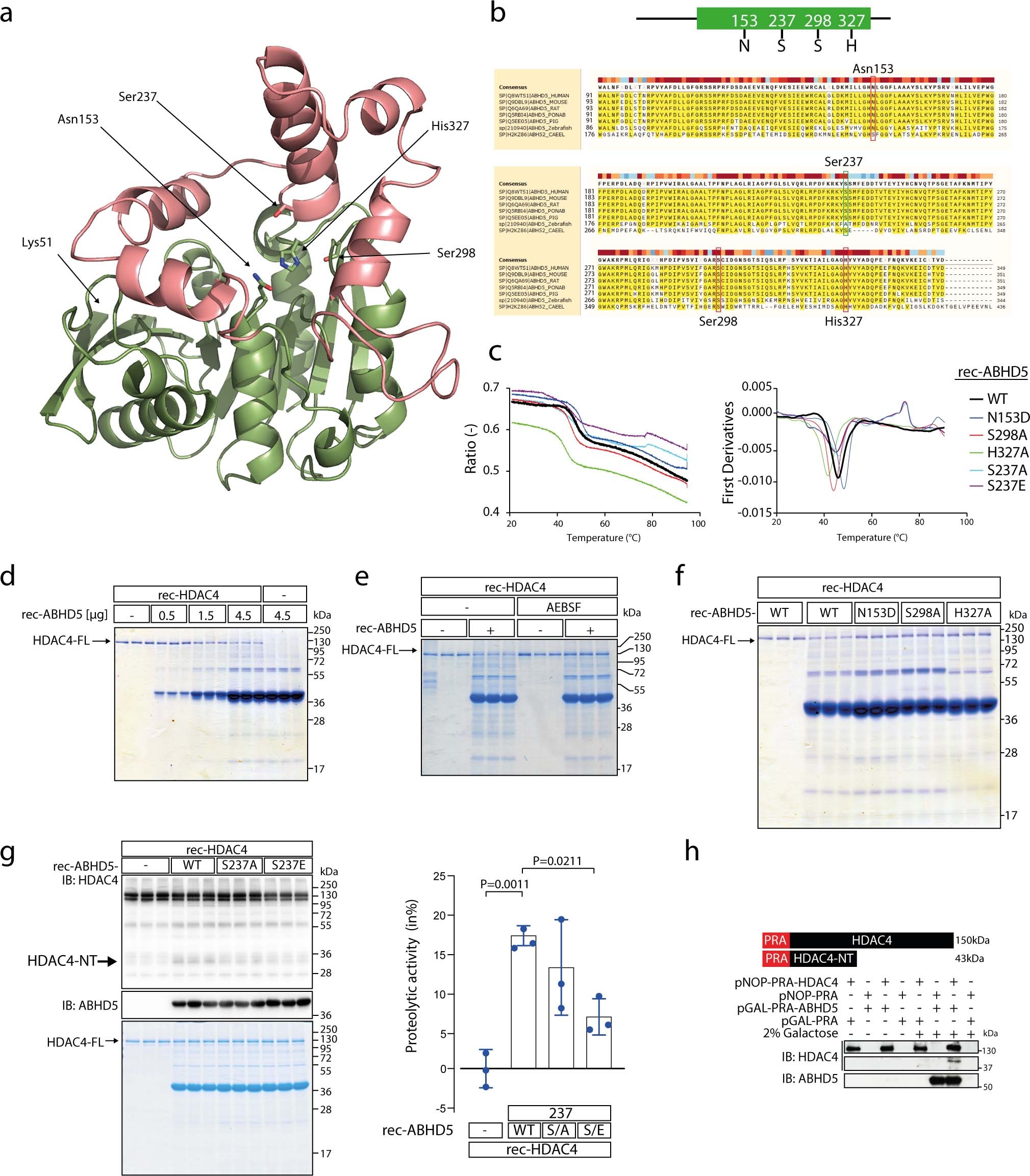 Extended Data Fig. 2: ABHD5 possesses intrinsic serine-protease activity.