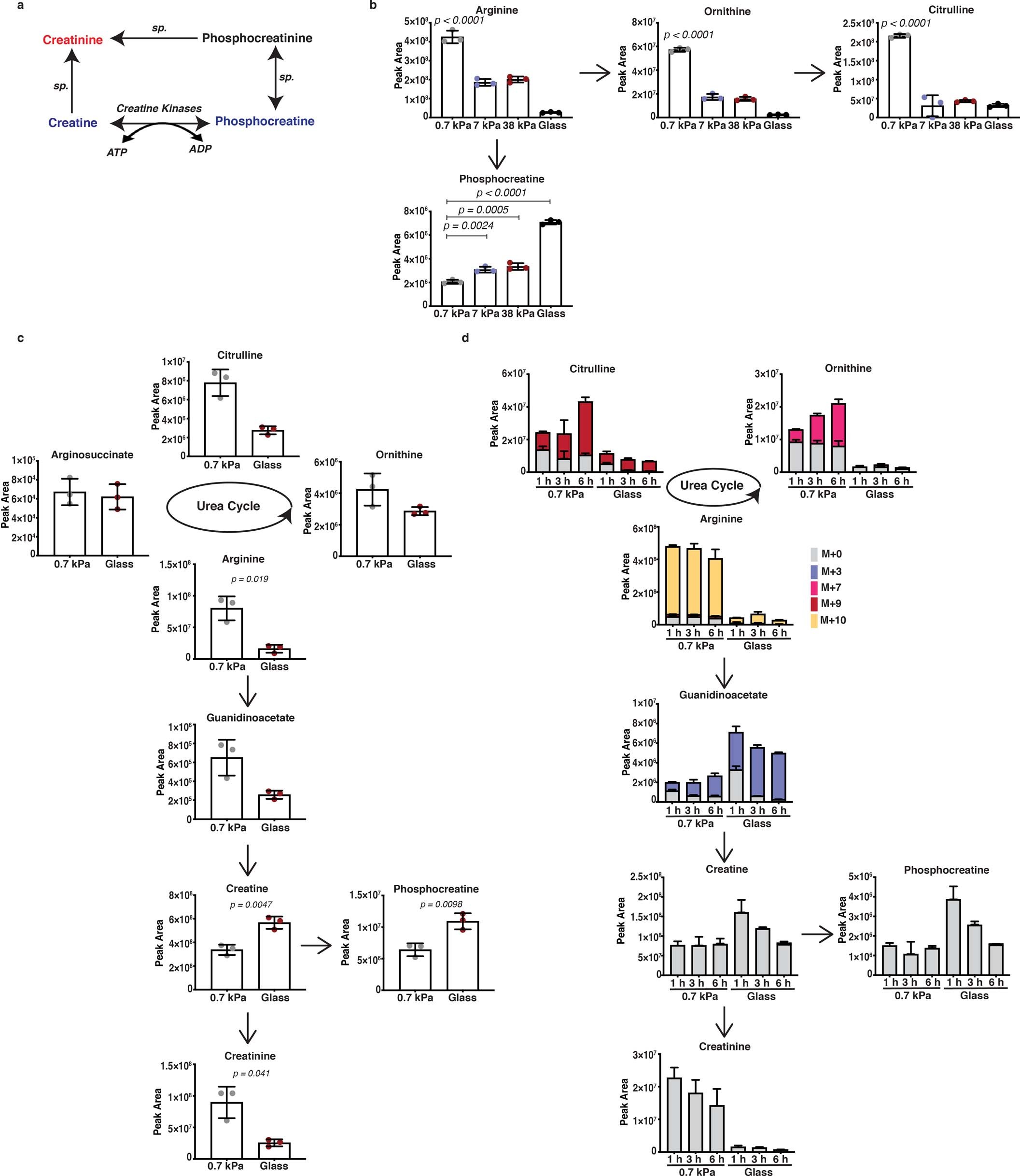 Extended Data Fig. 2: ECM stiffness directs creatine metabolism in PDAC cells.
