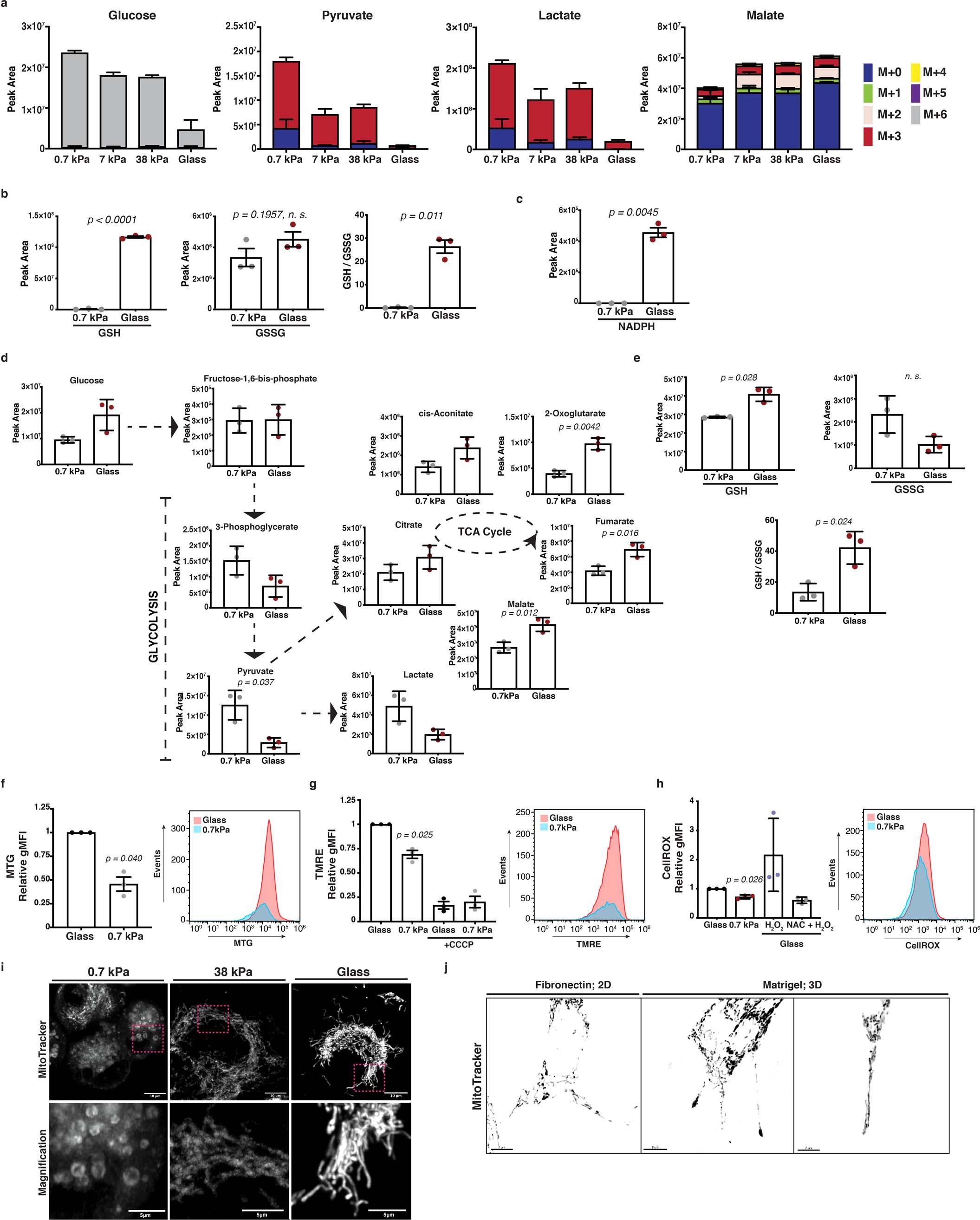 Extended Data Fig. 3: Mitochondrial dynamics and respiratory activity are induced by ECM mechanics in pancreatic cancer cells and support invasive behavior.