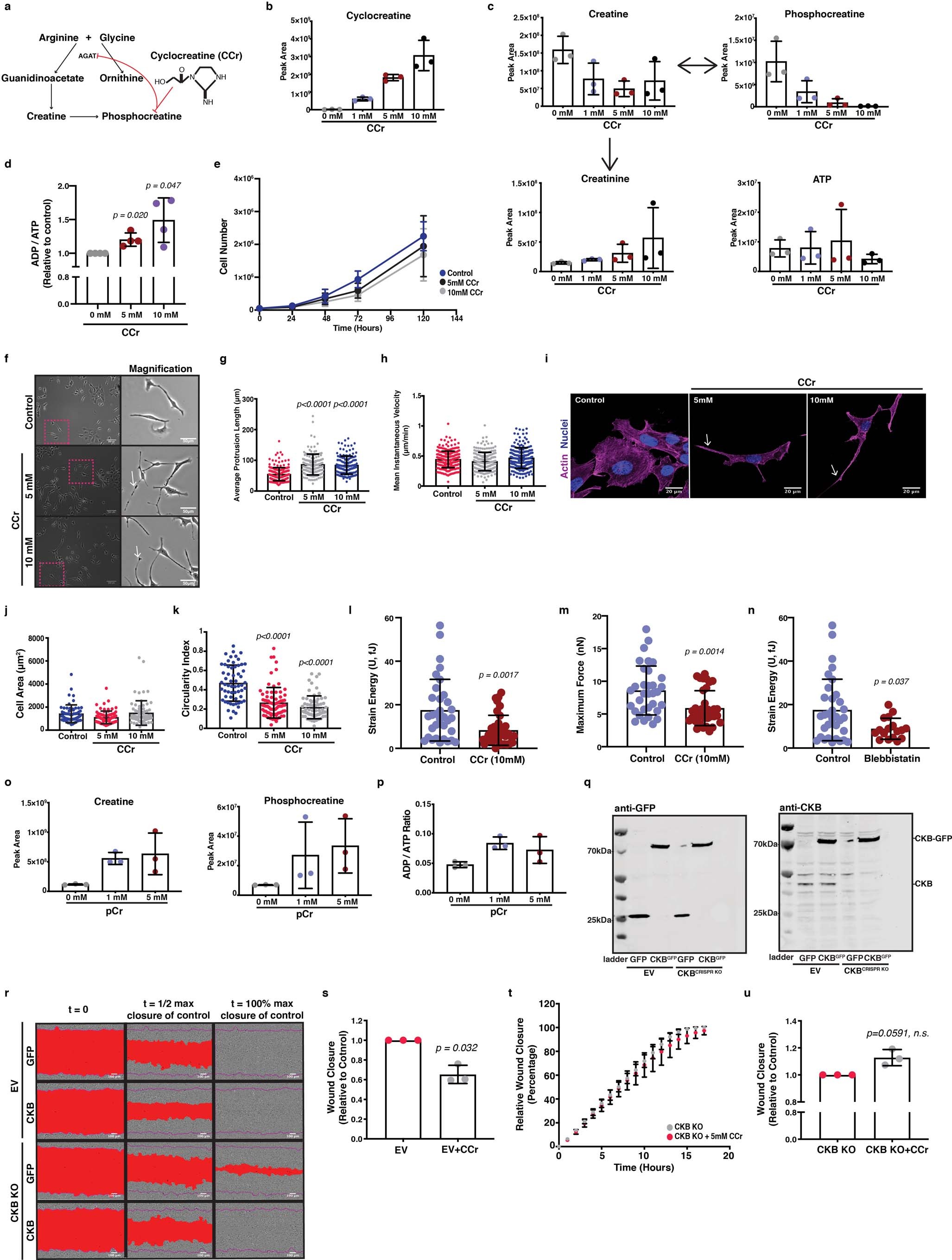 Extended Data Fig. 5: Creatine homeostasis facilitates collective migration of pancreatic cancer cells.