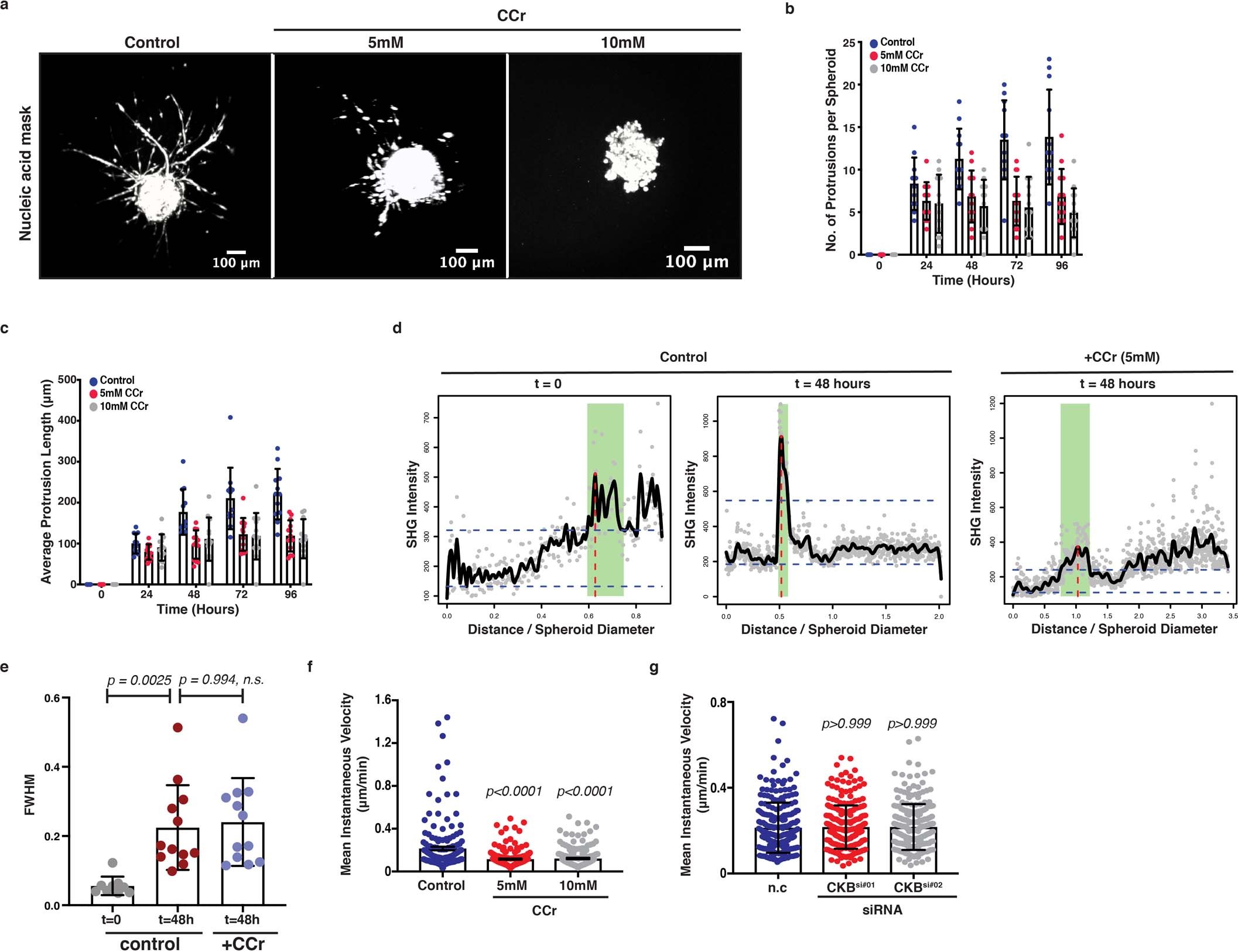 Extended Data Fig. 7: Creatine homeostasis supports collagen remodelling, invasion and the chemotactic response of pancreatic cancer cells.