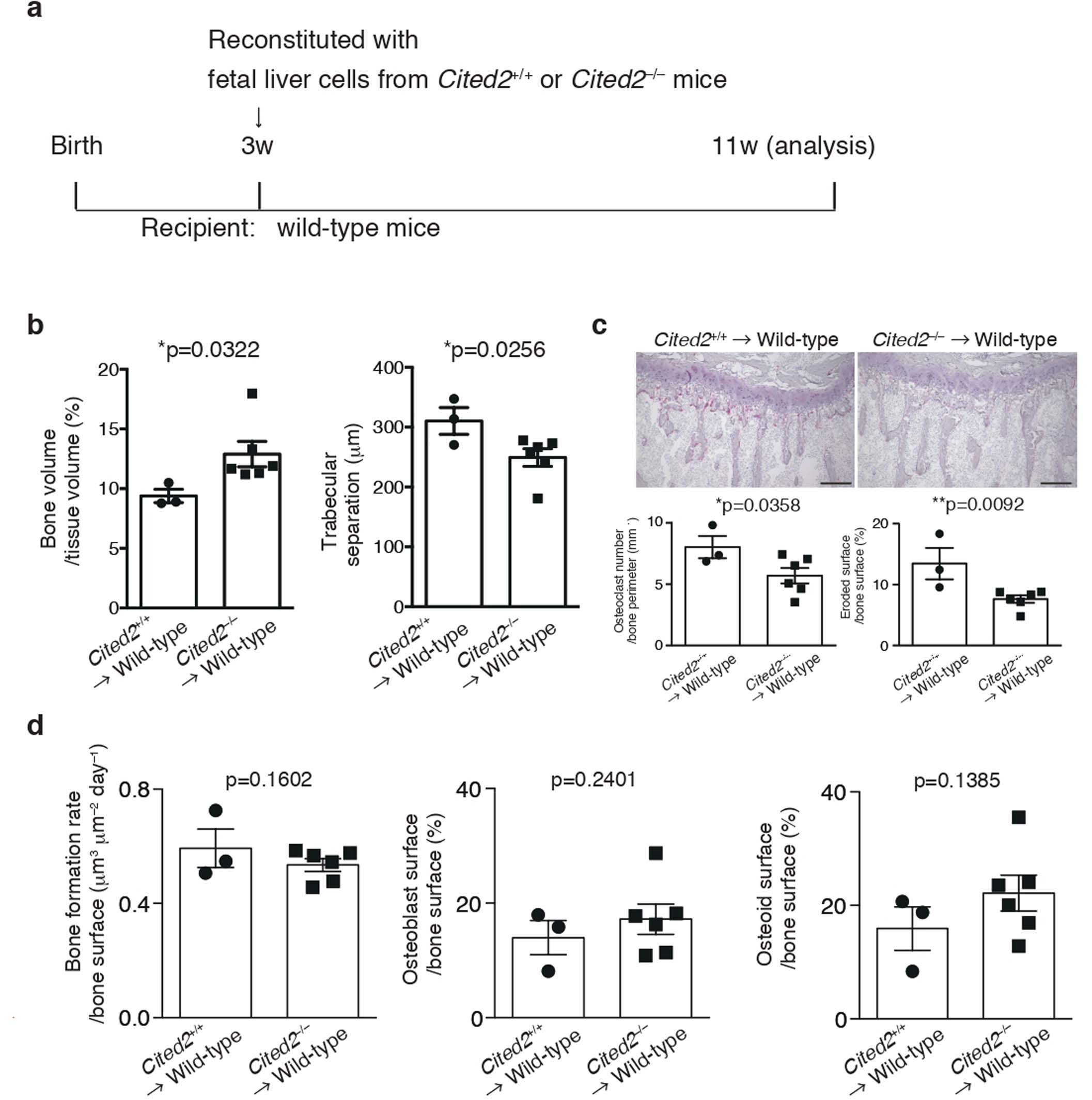 Extended Data Fig. 7: Fetal liver transfer experiments using Cited2−/ – mice.