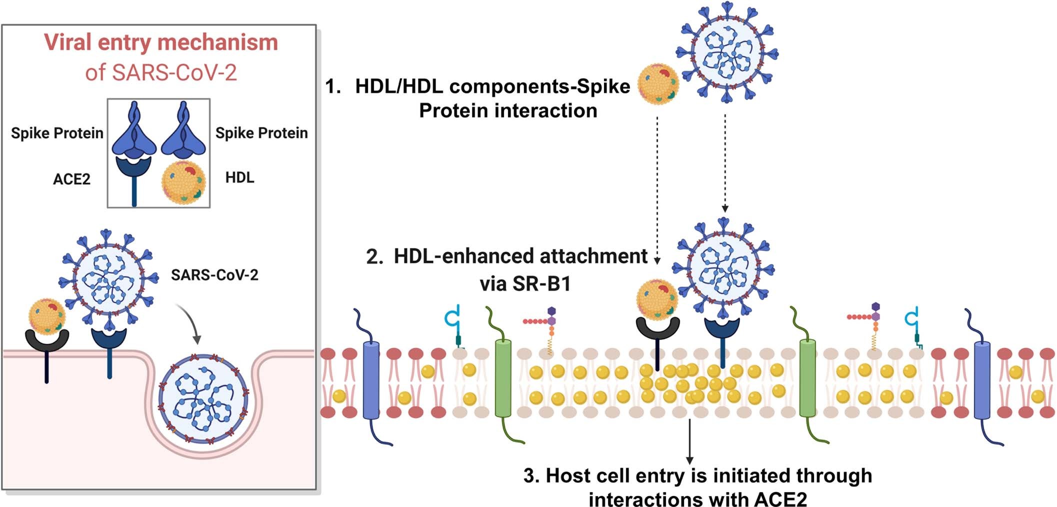 Extended Data Fig. 7: Hypothetical model of the involvement of SR-B1 in the entry of SARS-CoV-2.