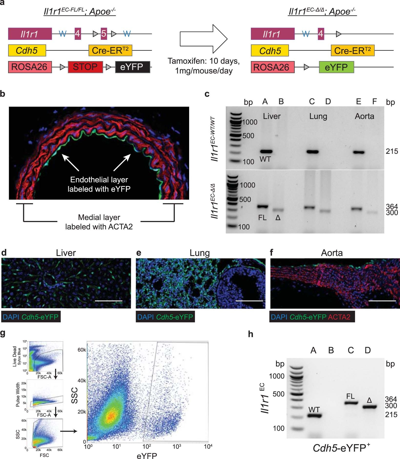Extended Data Fig. 6: Generation and validation of EC-lineage tracing mice and EC-specific deletion of Il1r1.