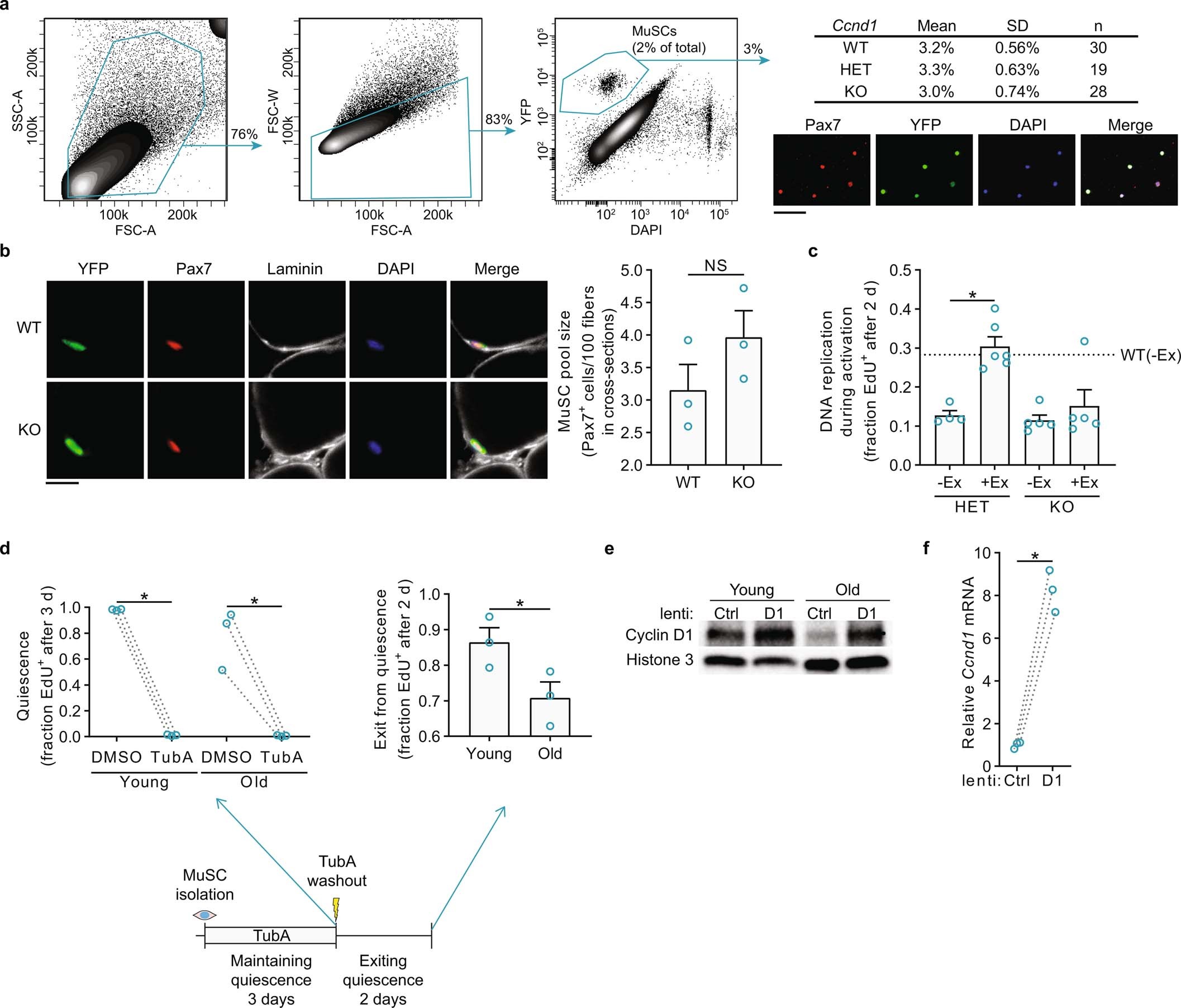 Extended Data Fig. 6: Characterization of Cyclin D1 reduction and expression in MuSCs.
