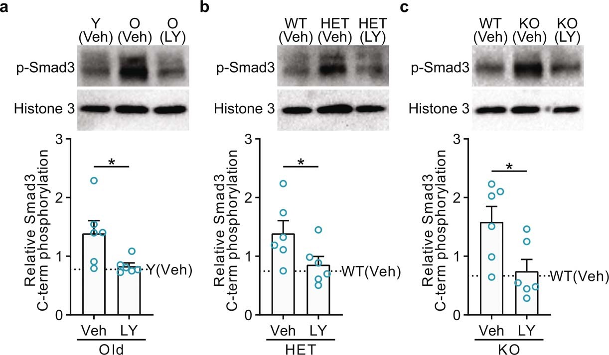Extended Data Fig. 9: TGFβ-Smad3 activity in MuSCs with aging, Cyclin D1 deficiency, and pharmacologic modulation.