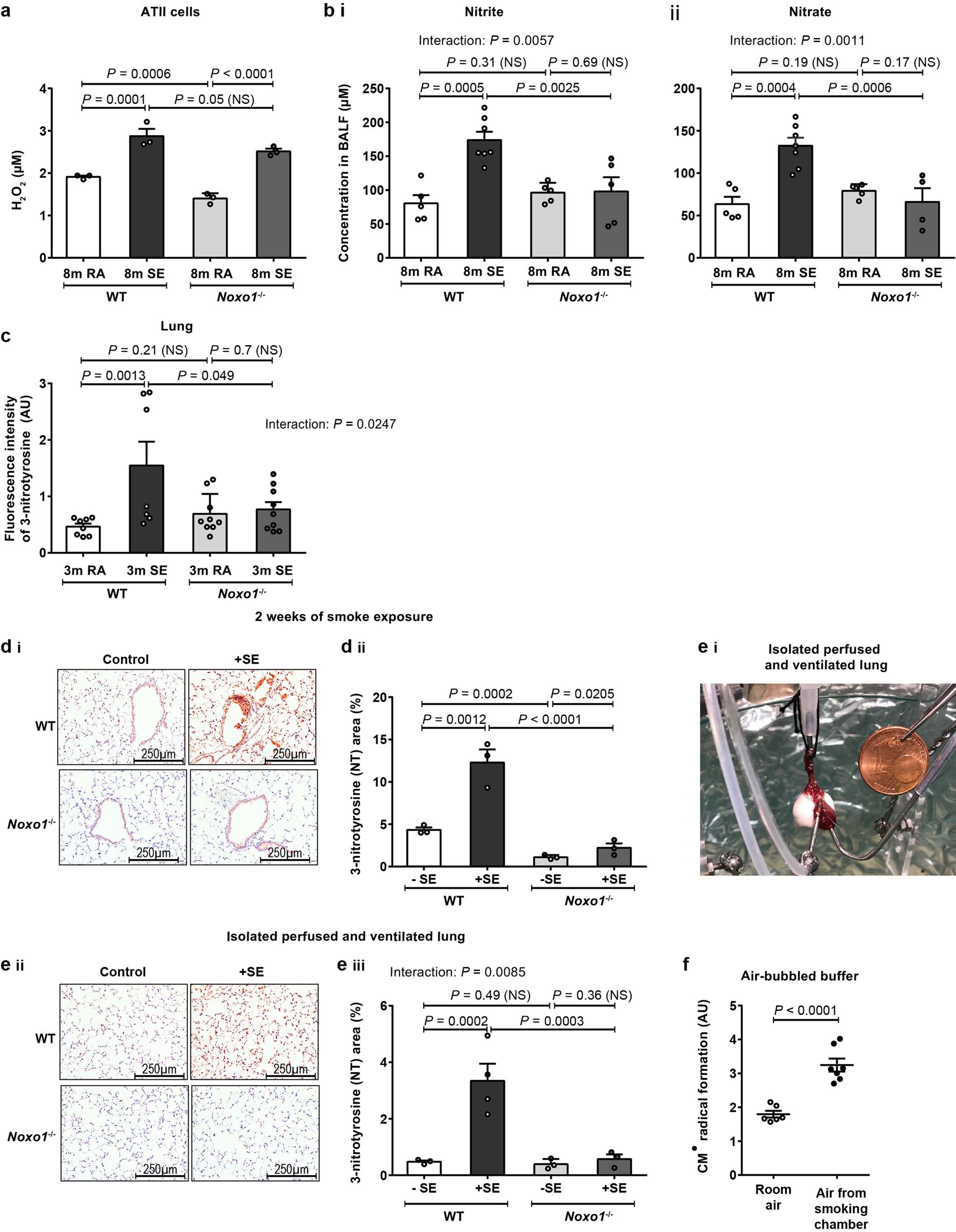 Extended Data Fig. 5: H2O2, nitrite/nitrate and NT in lungs of WT and Noxo1–/– mice after in vivo smoke exposure for different time periods.