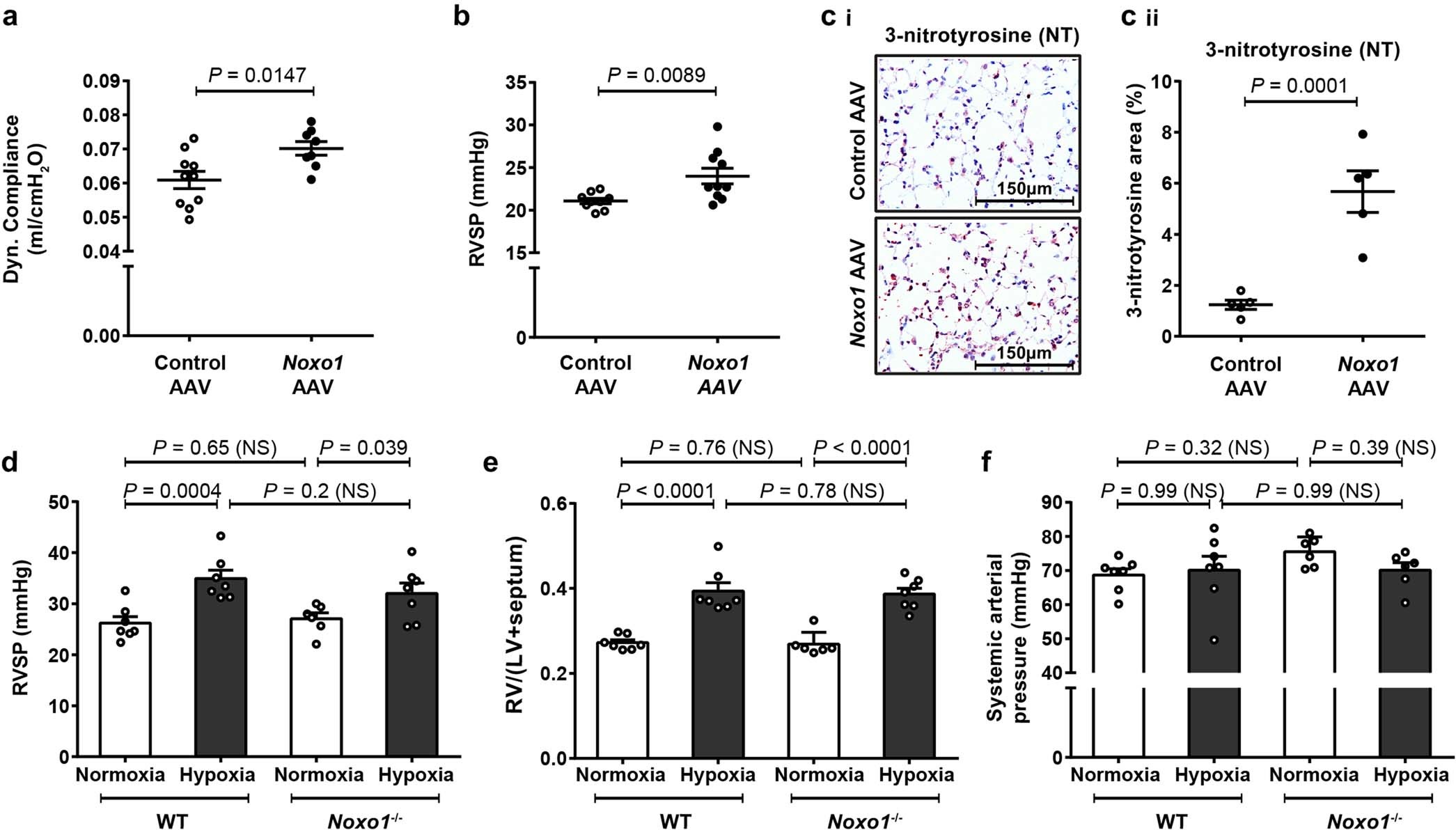 Extended Data Fig. 6: Effect of Noxo1 overexpression in vivo on lung function, haemodynamics and NT formation, as well as Noxo1–/– on chronic hypoxia-induced PH.