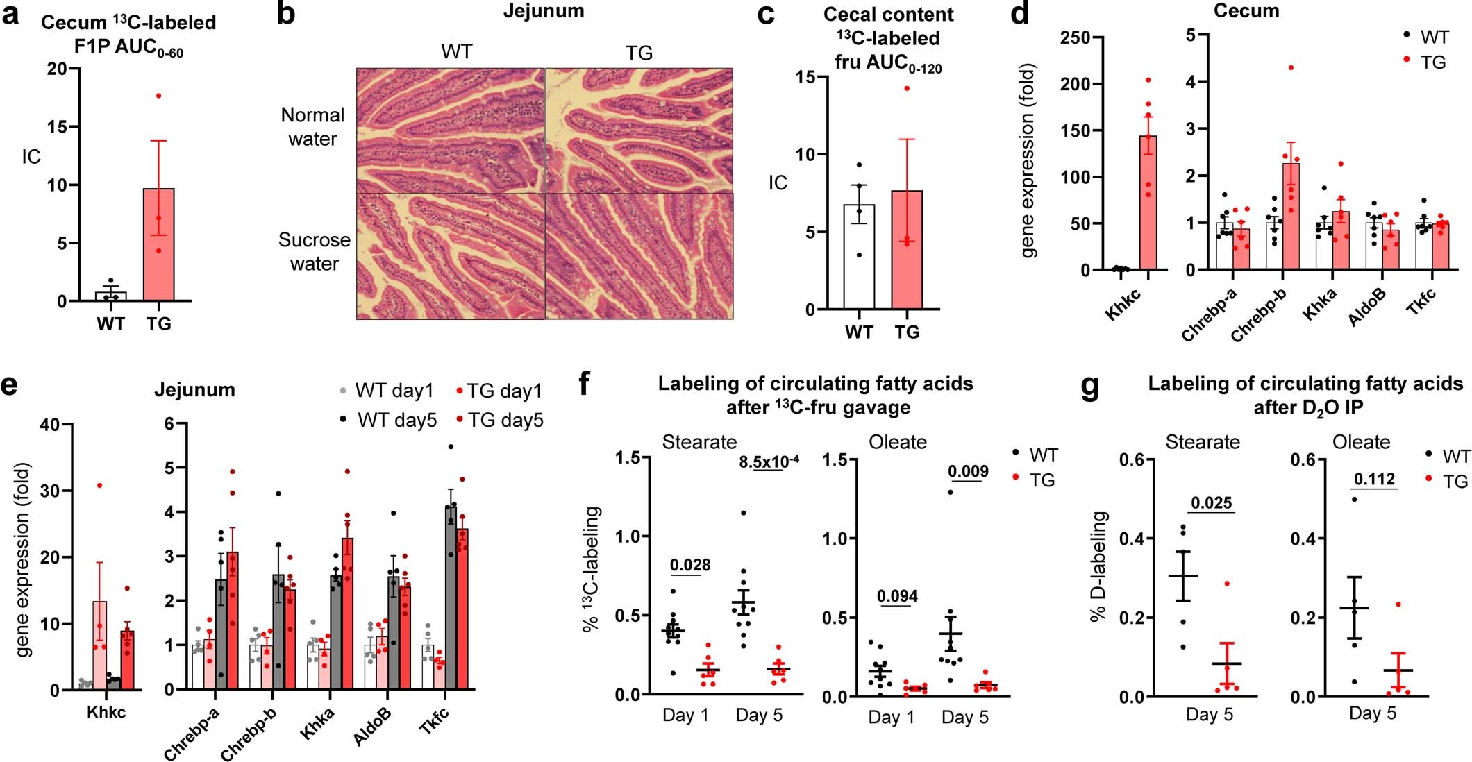 Extended Data Fig. 9: Intestine-specific Khk-C TG overexpression induces cecal fructose catabolism and reduces lipogenesis.