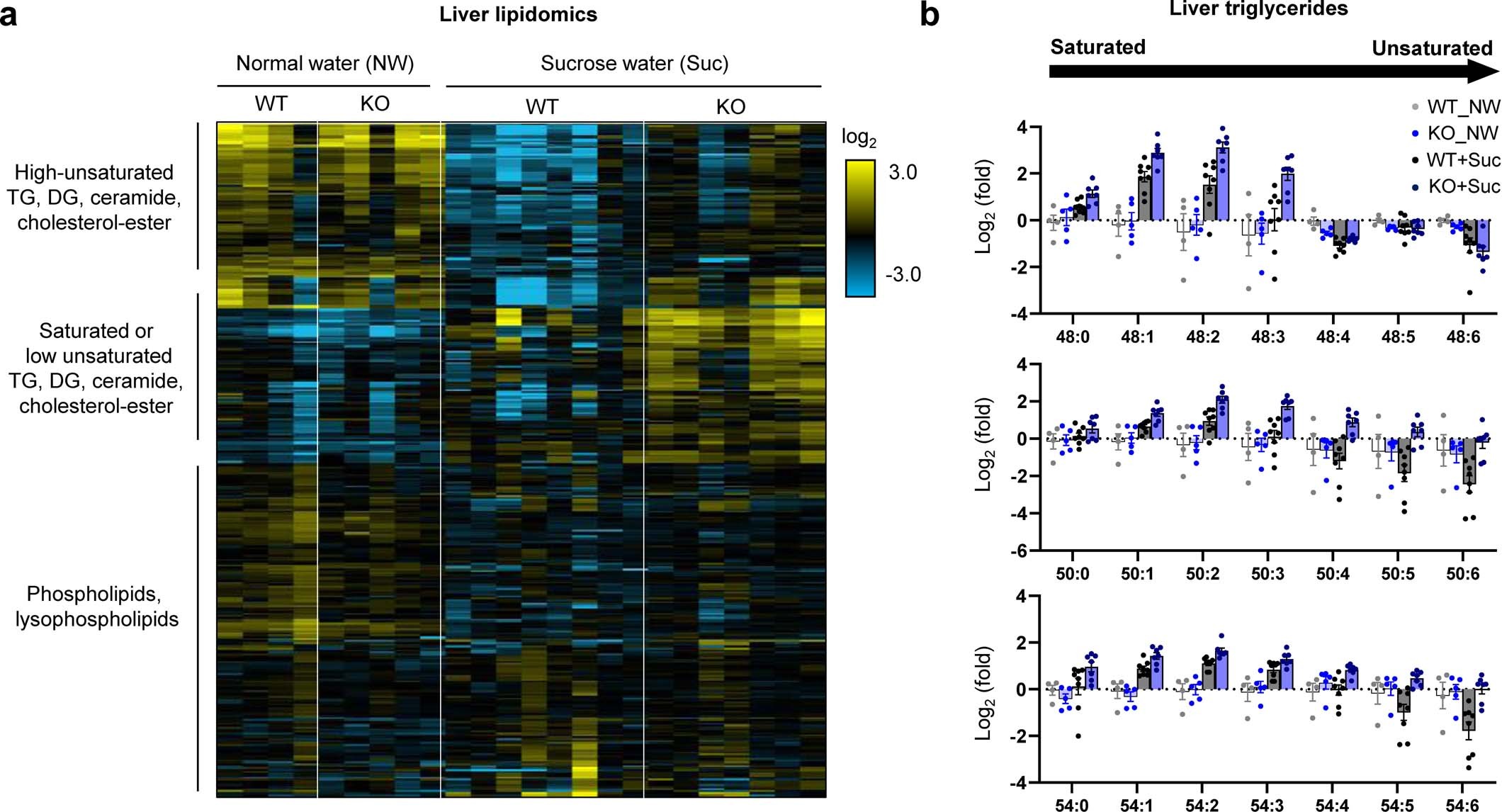 Extended Data Fig. 5: Intestine-specific Khk-C ablation worsens hepatic steatosis after chronic sucrose drinking.