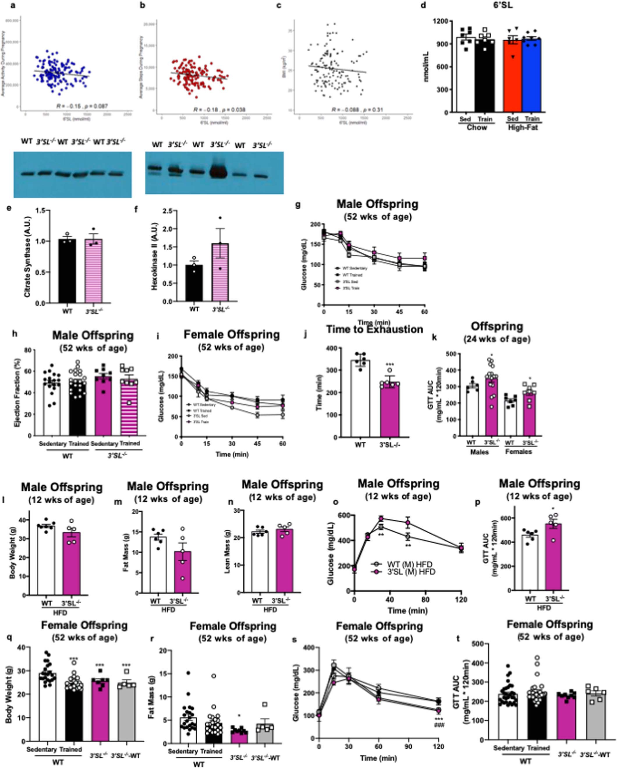 Extended Data Fig. 1: Effects of maternal exercise in dams.