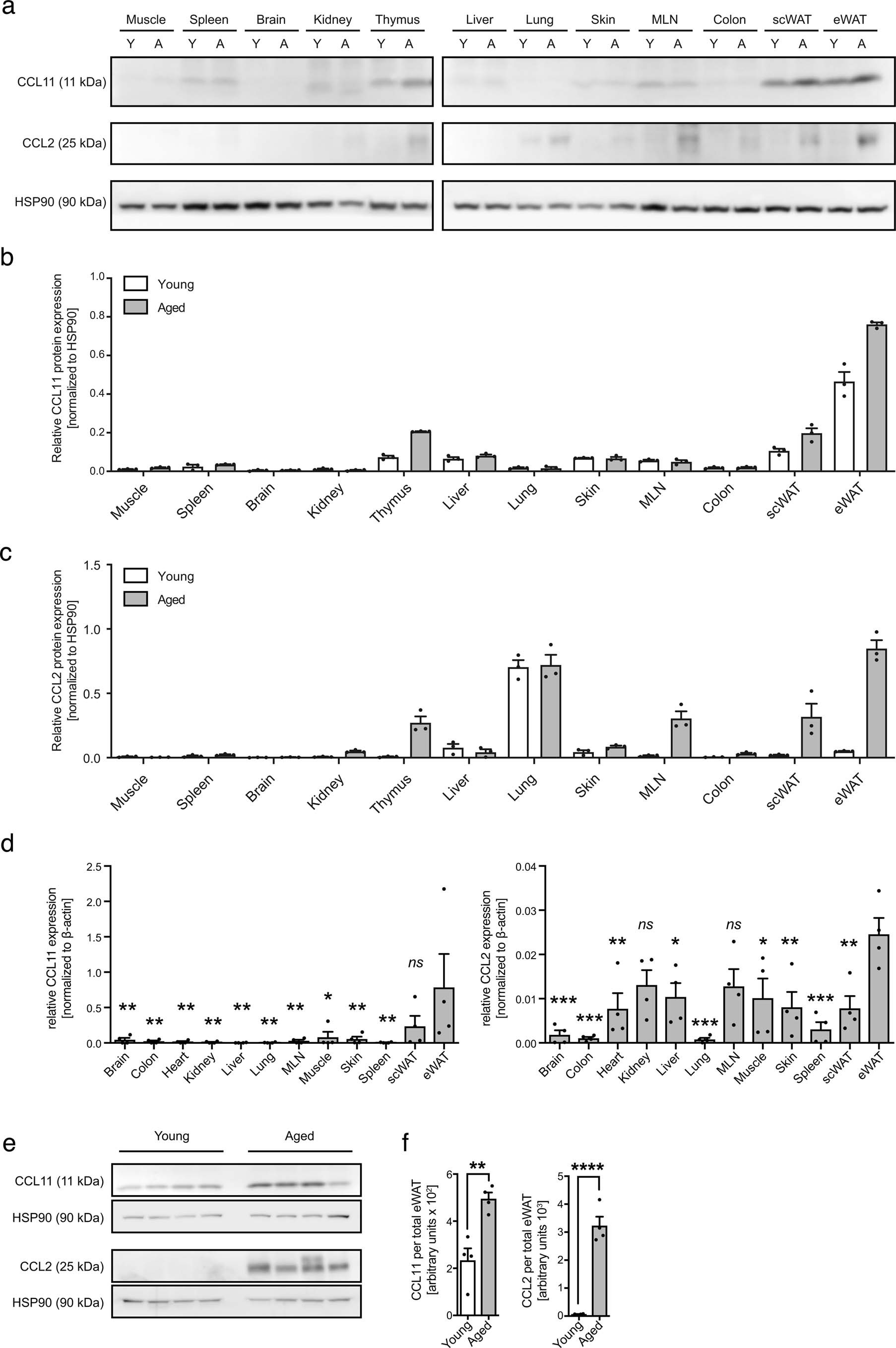 Extended Data Fig. 1: Tissue screens for CCL11 and CCL2 protein expression in young and aged mice.
