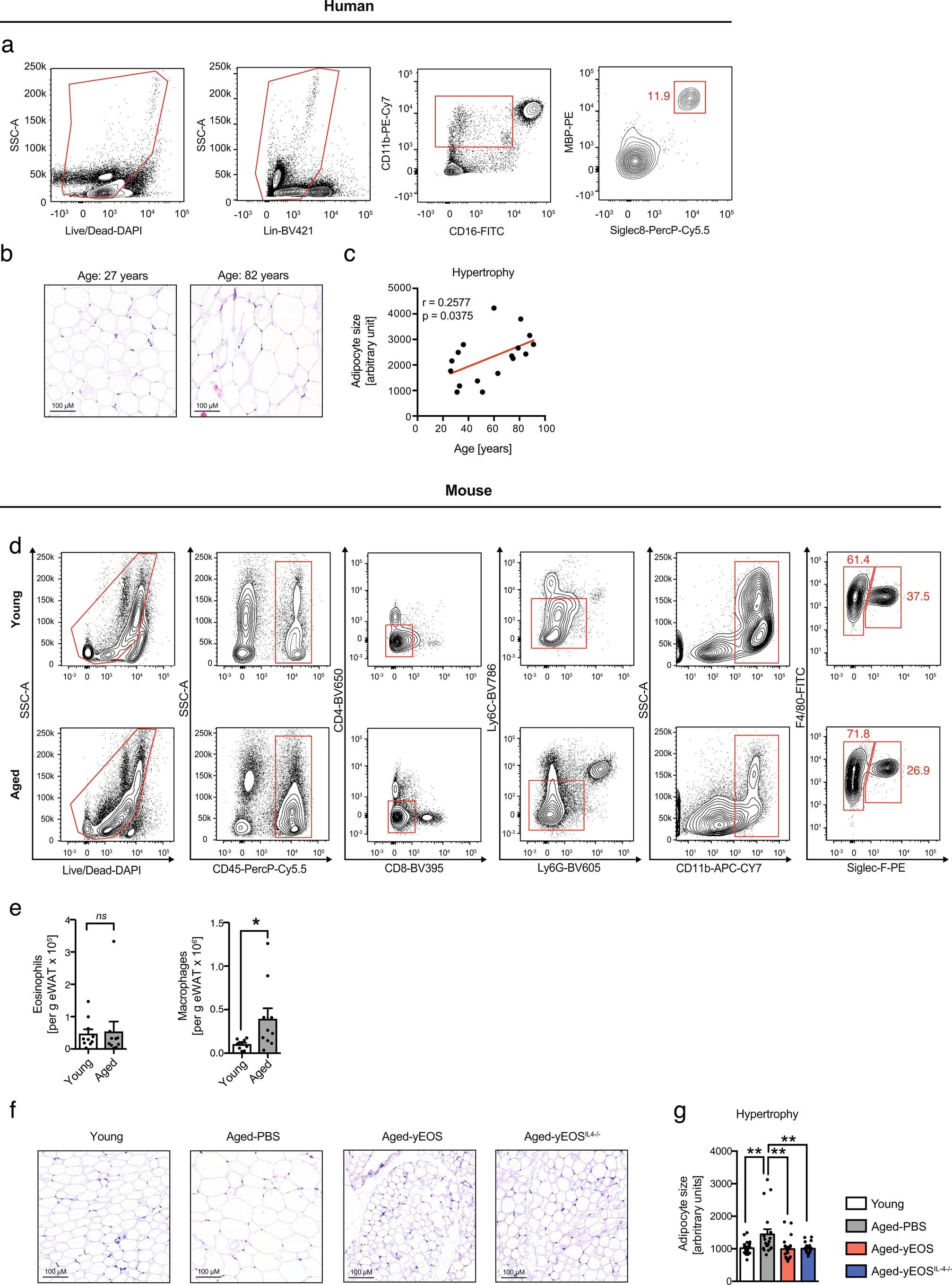 Extended Data Fig. 2: Gating strategies for human and mouse ATEs and age-related adipose tissue hypertrophy.