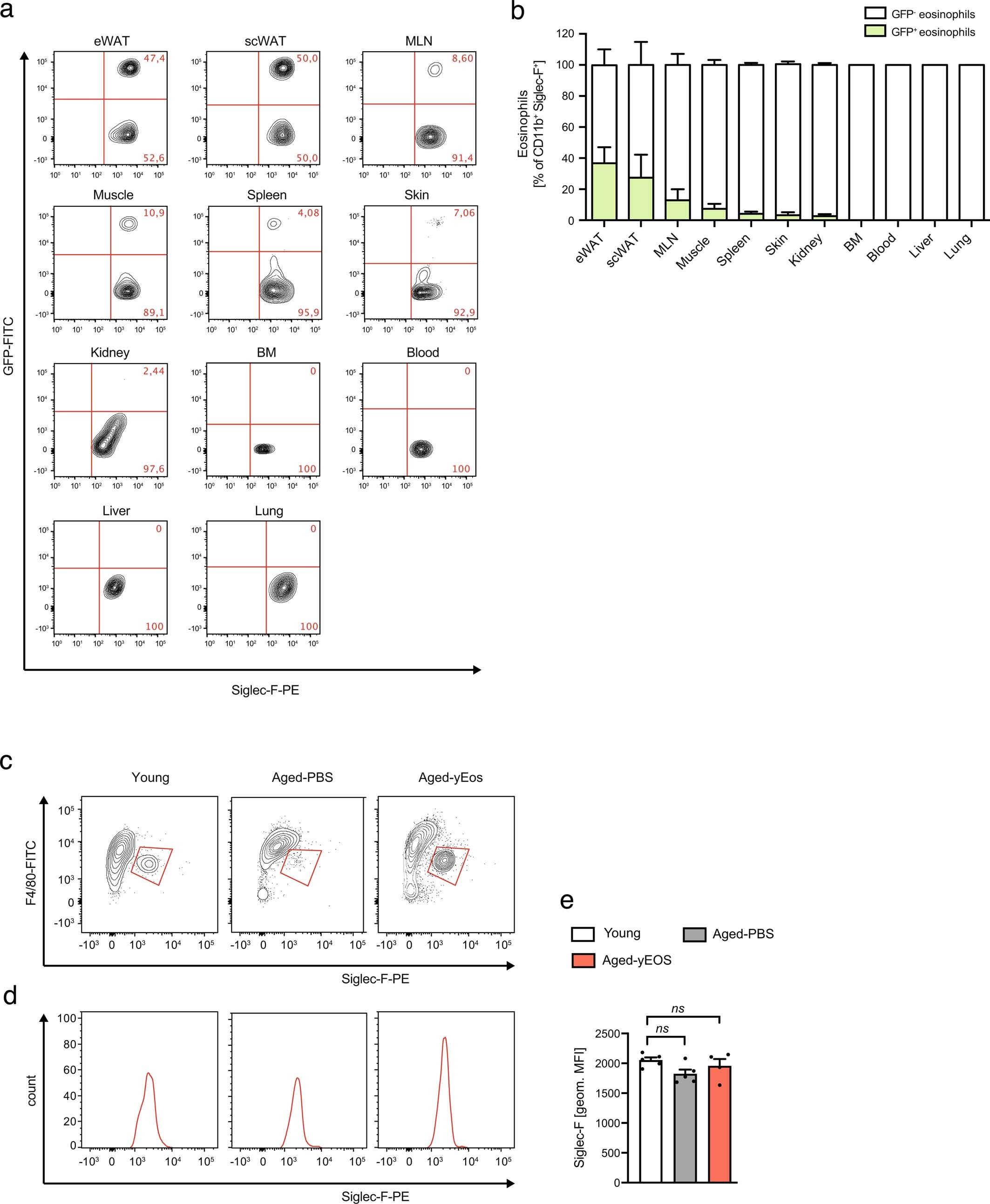Extended Data Fig. 3: Recruitment of sort-purified GFP+ eosinophils to WAT of aged mice.