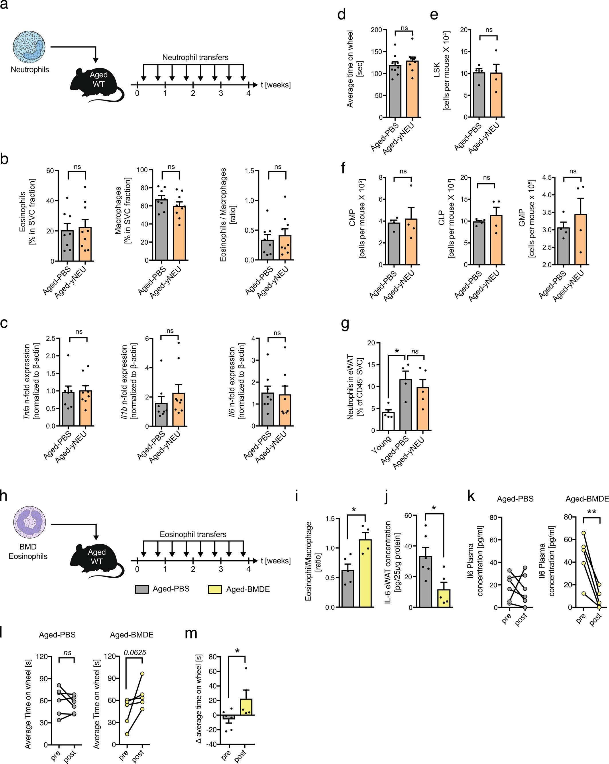 Extended Data Fig. 4: Transfer of neutrophils to aged mice does not alter WAT inflammation, hematopoetic stem cell pol or physical performance.