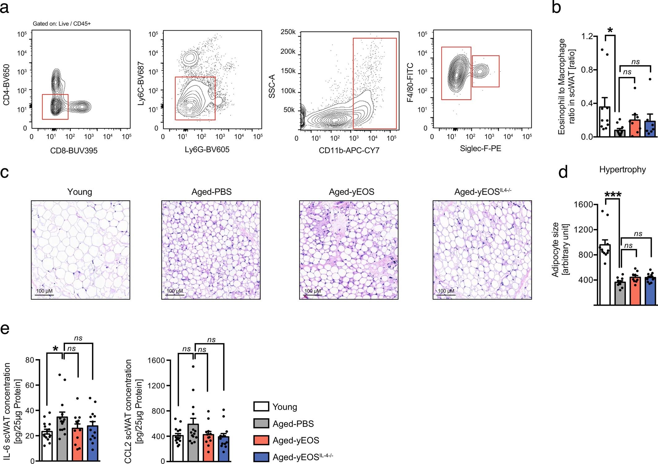 Extended Data Fig. 5: Eosinophil transfers do not alter age-related changes in murine subcutaneous WAT.