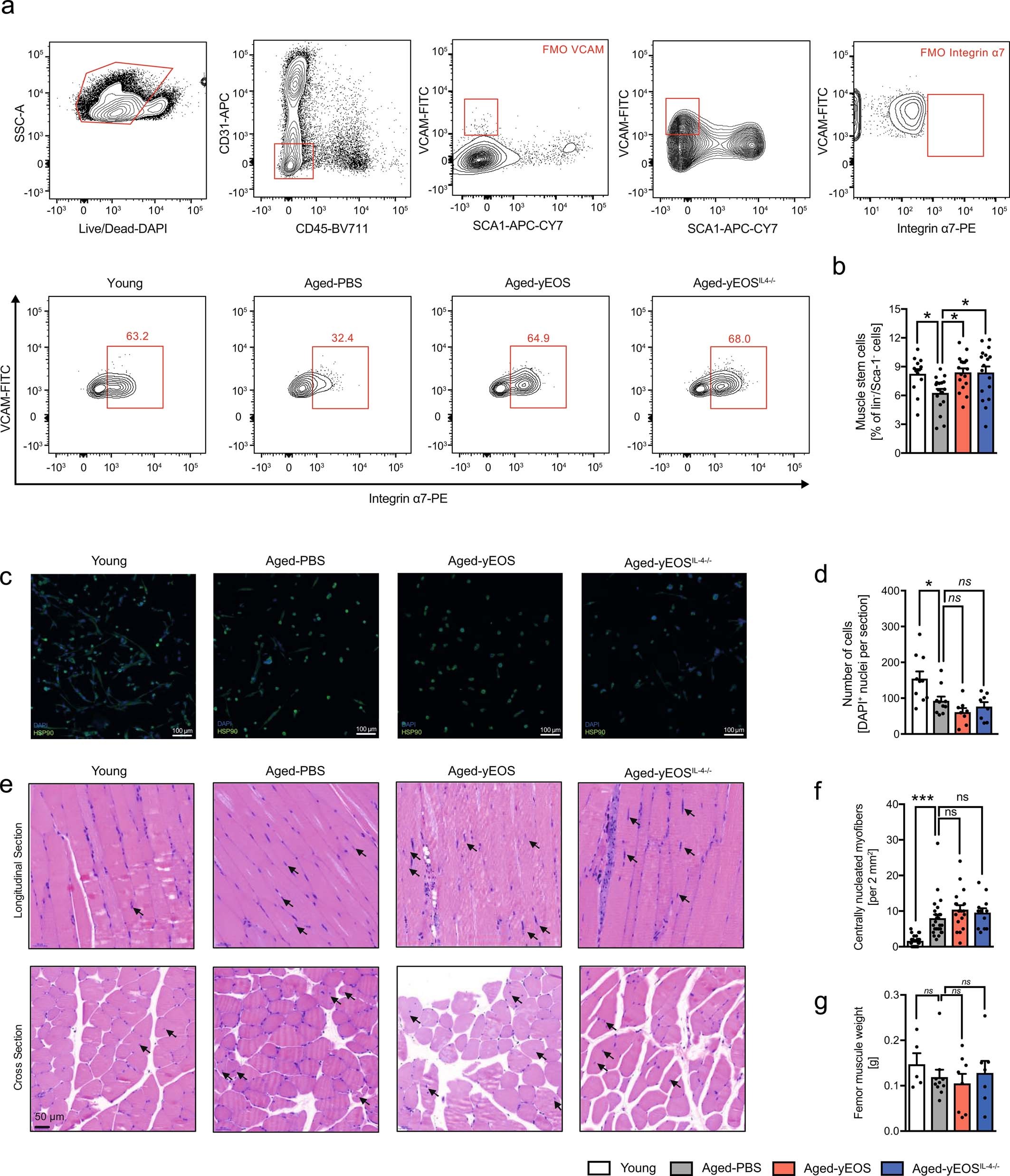 Extended Data Fig. 8: Transfer of young eosinophils is associated with alterations in muscle stem cell frequencies but not function.