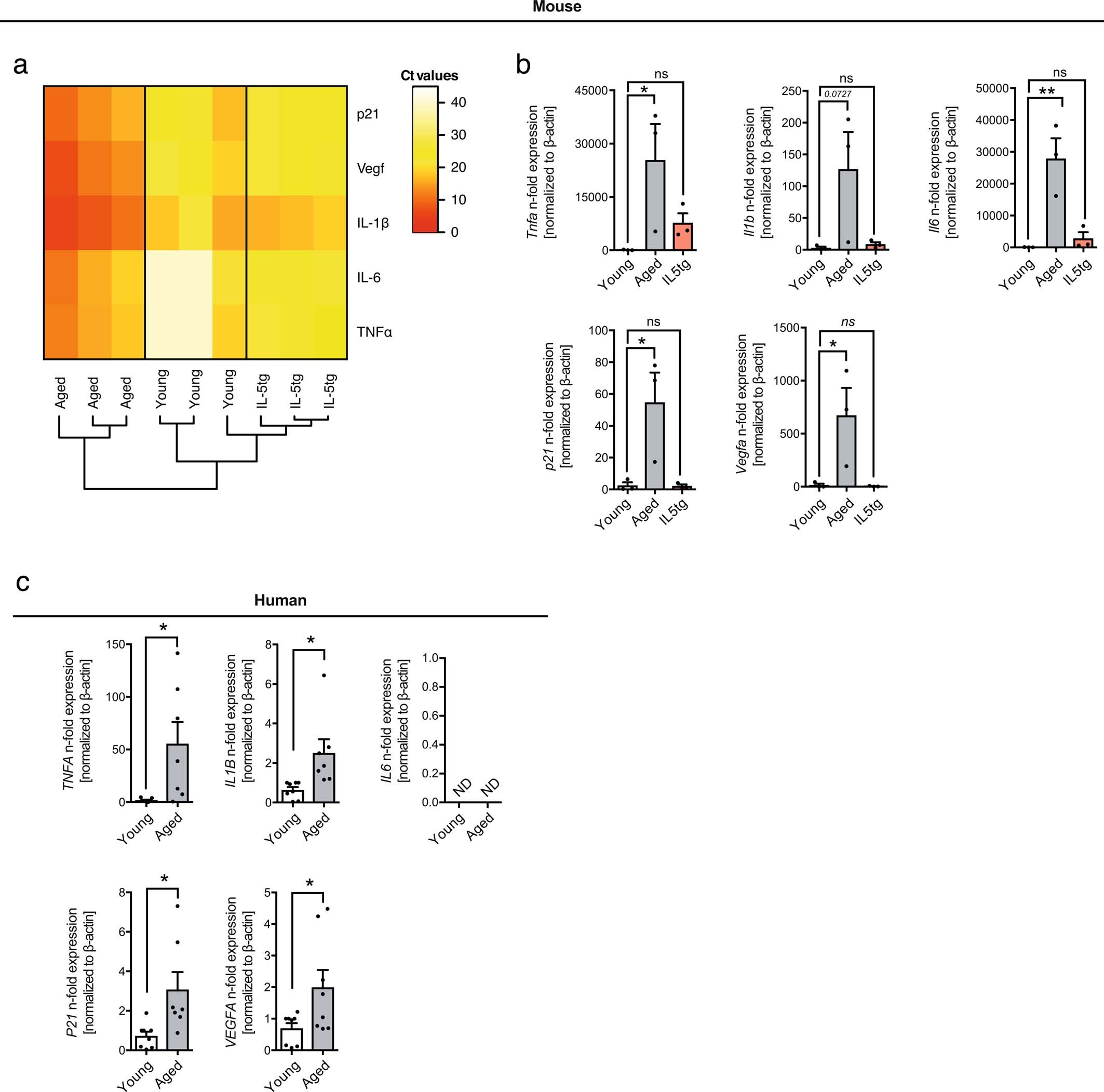 Extended Data Fig. 10: Eosinophils adopt a senescent-like inflammatory phenotype with age.