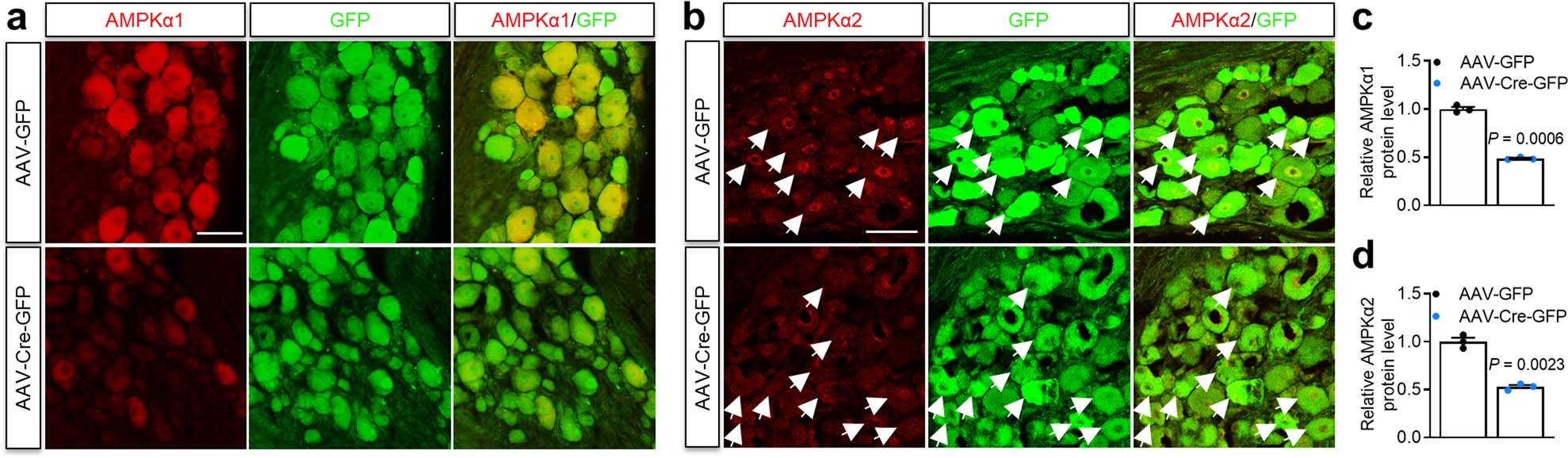 Extended Data Fig. 7