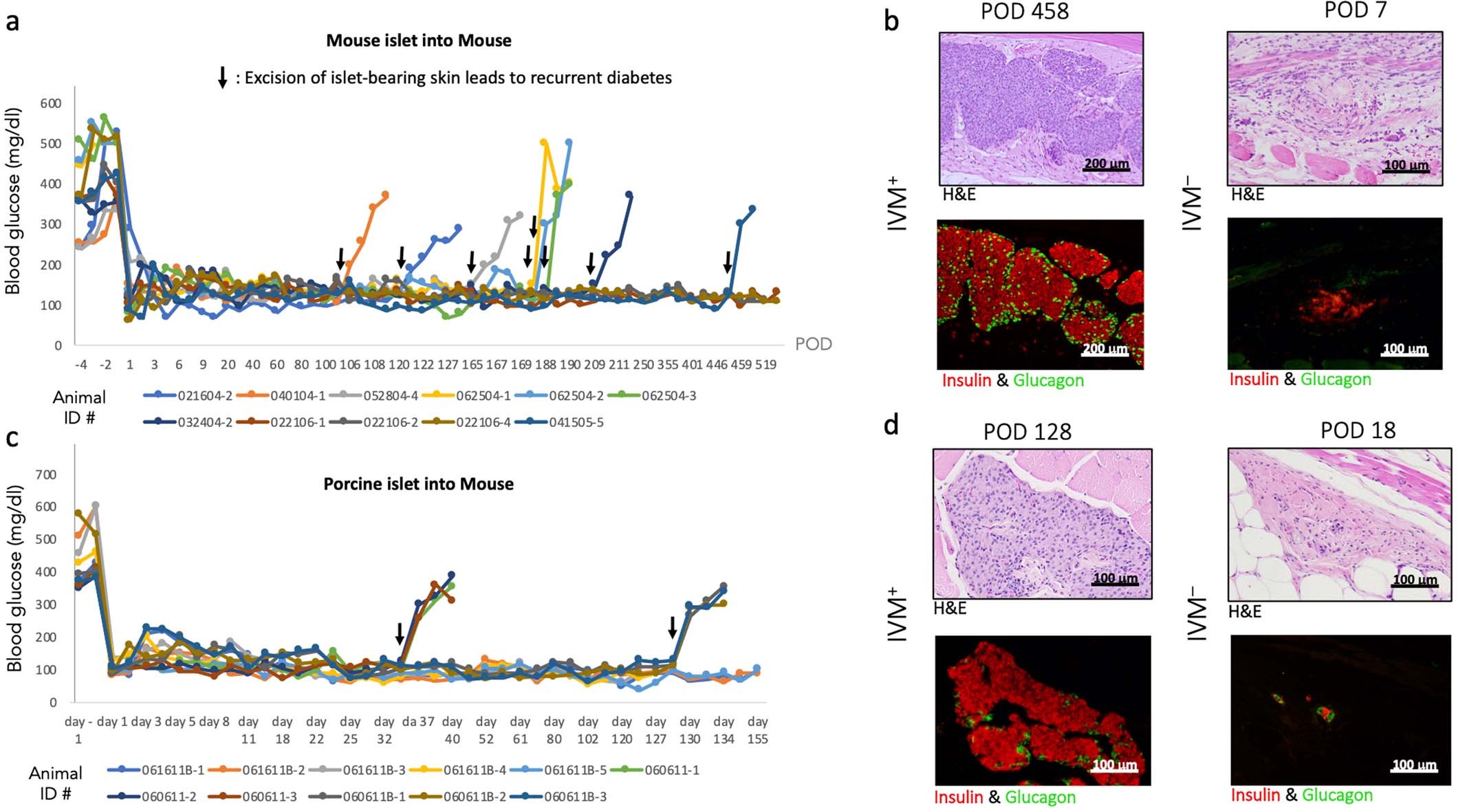 Extended Data Fig. 2: Syngeneic and xenogeneic islet transplantation in the subcutaneous space.