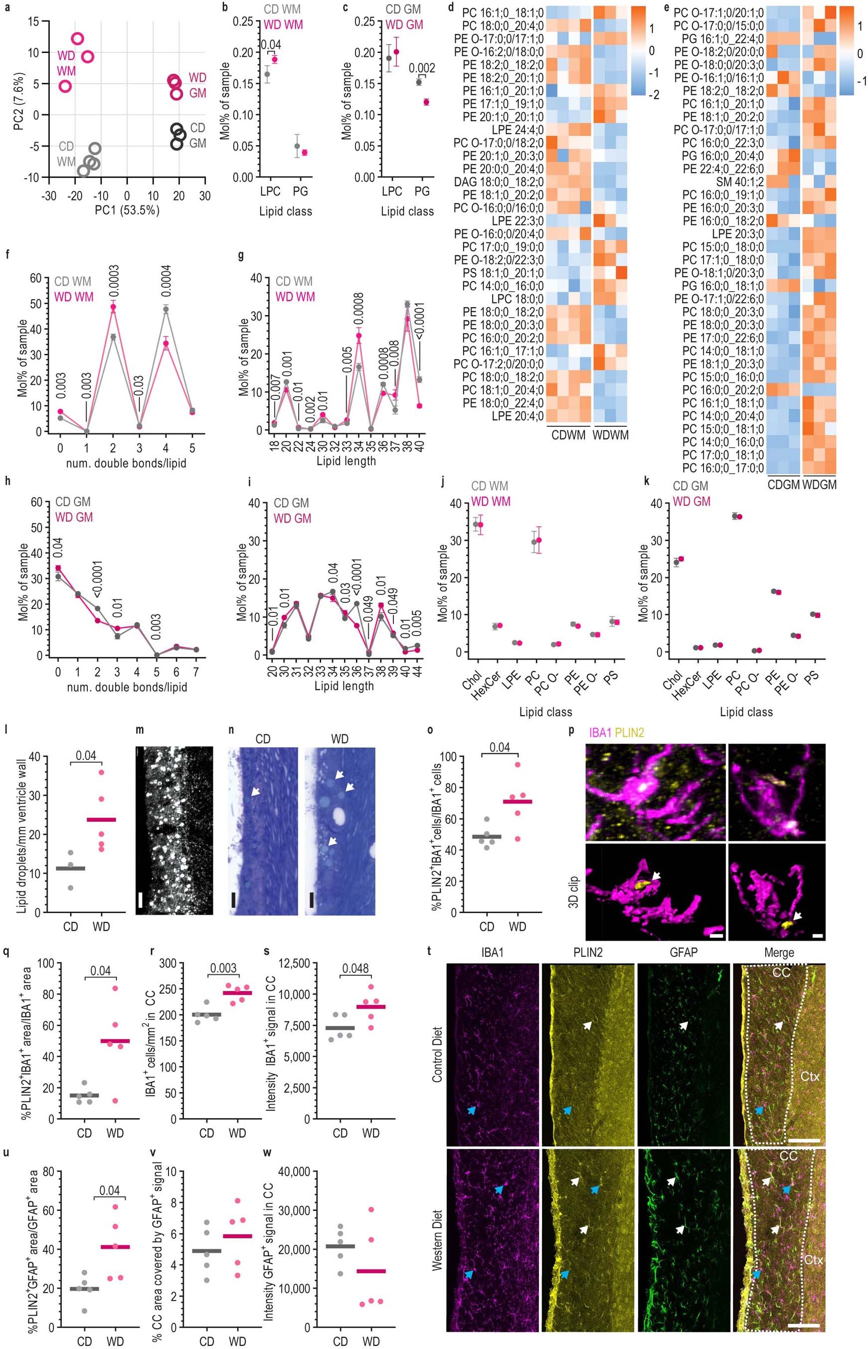 Extended Data Fig. 2: Western diet feeding alters the brain lipidome of mice.