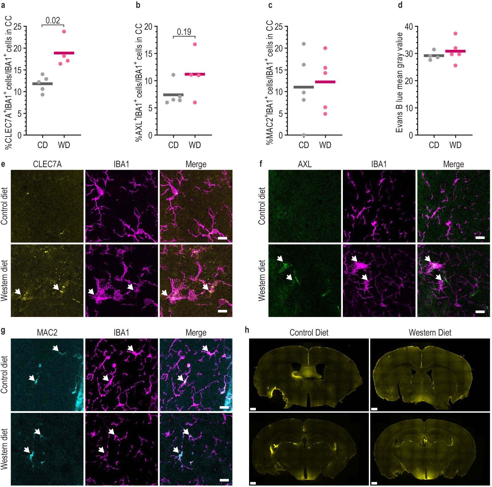 Extended Data Fig. 3: Western diet consumption causes weak microglia activation.