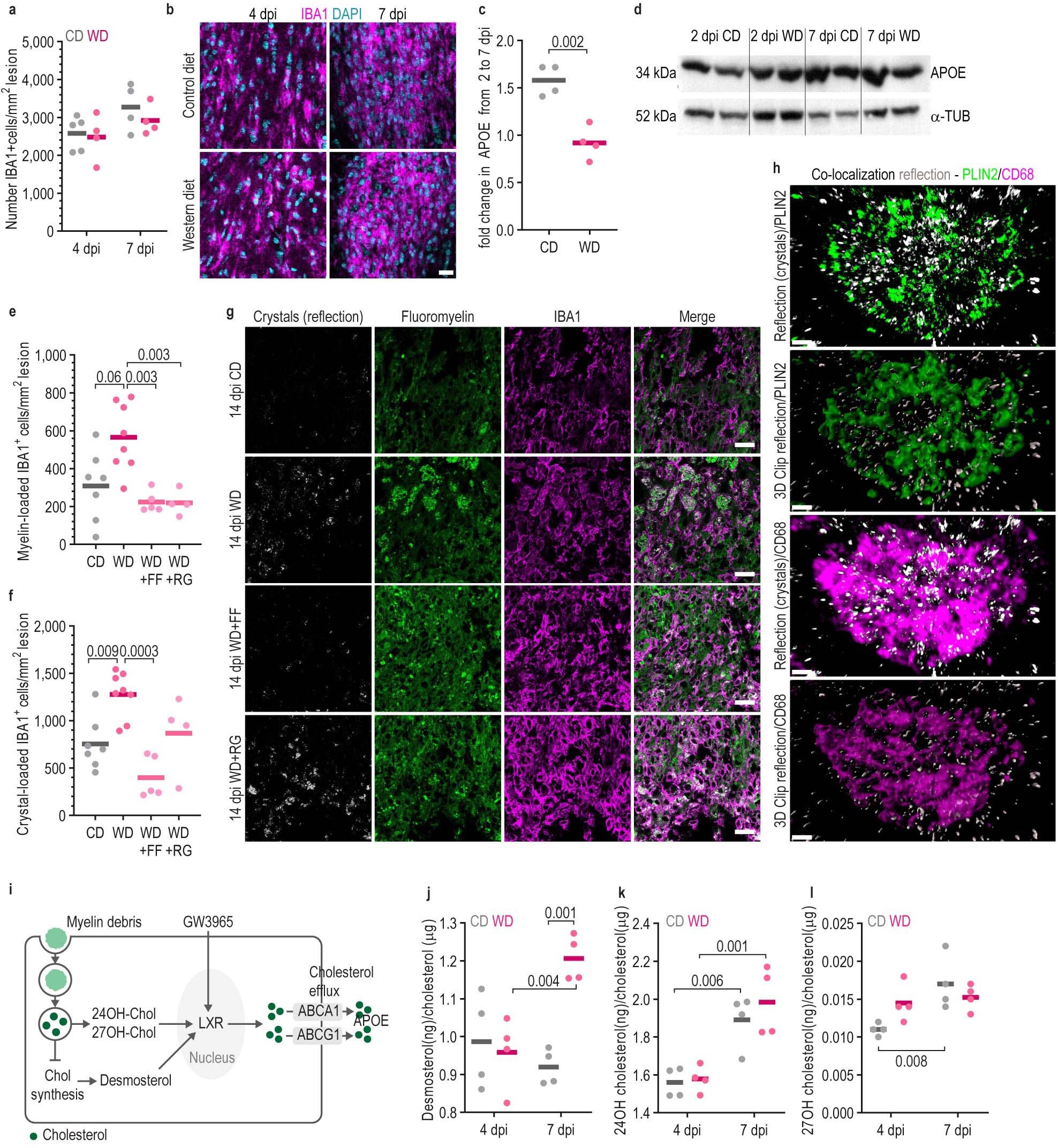 Extended Data Fig. 4: The differential production of endogenous LXR ligands does not explain the poor induction of the LXR pathway observed in WD-fed mice.
