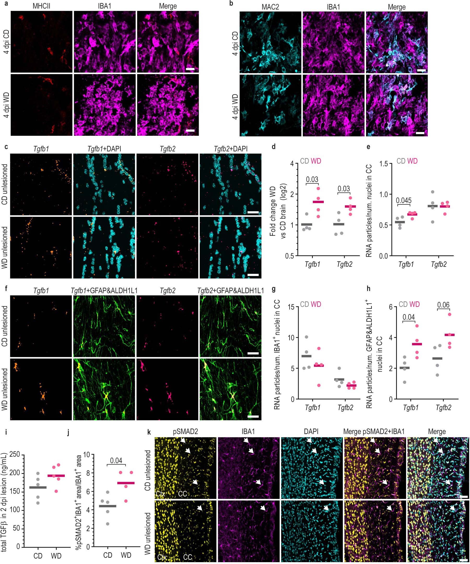 Extended Data Fig. 5: TGFβ signaling is increased in the unlesioned brain of WD-fed mice.