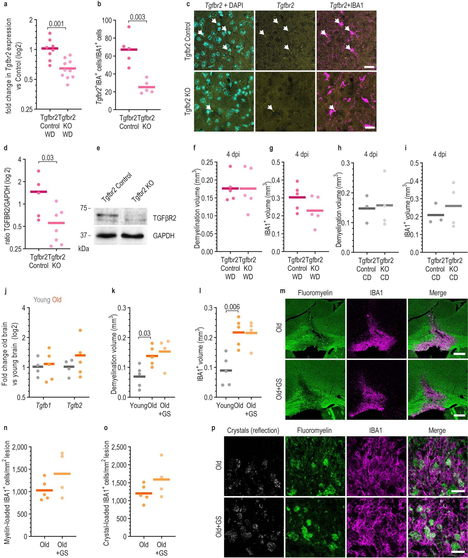 Extended Data Fig. 7: Blocking TGFβ signaling does not improve repair in old mice.