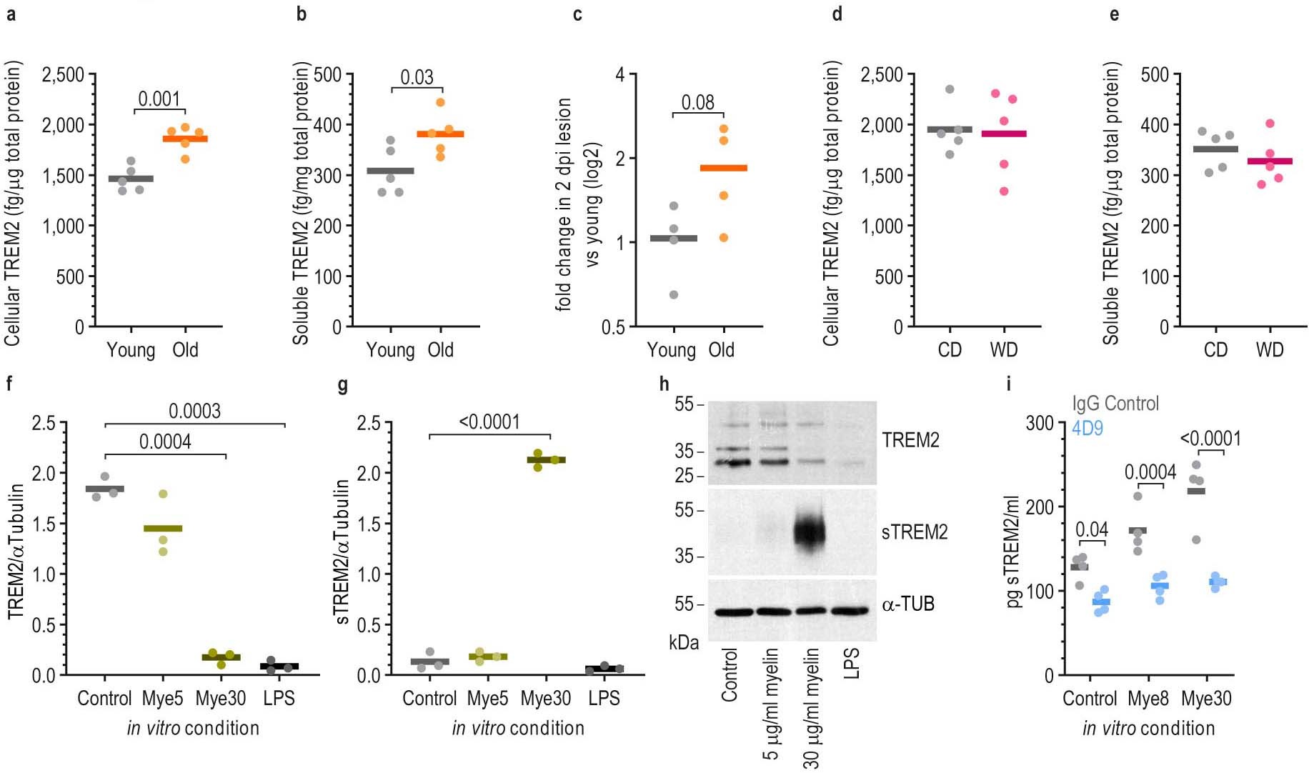 Extended Data Fig. 8: 4D9 treatment prevents myelin-induced TREM2 shedding.