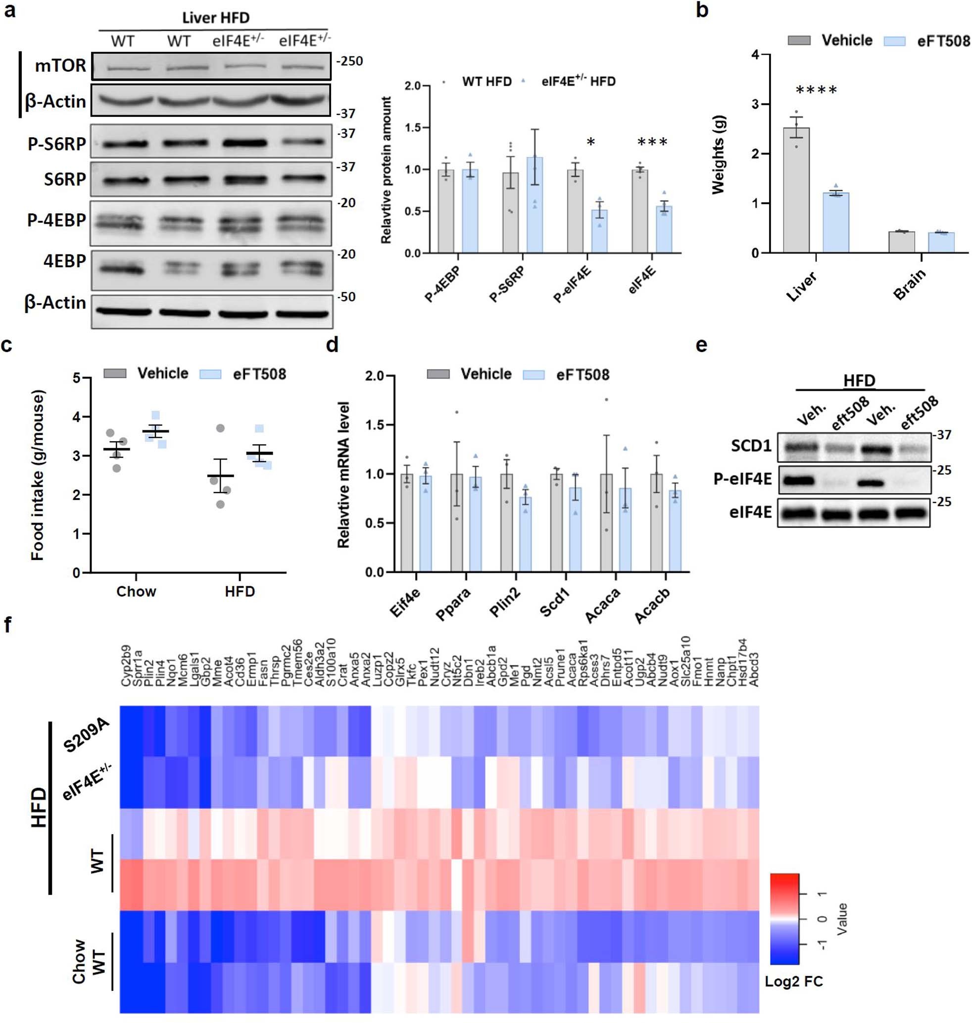 Extended Data Fig. 9: Genetic loss of eIF4E S209 or eFT508 treatment during HFD prevents weight gain in liver tissue.