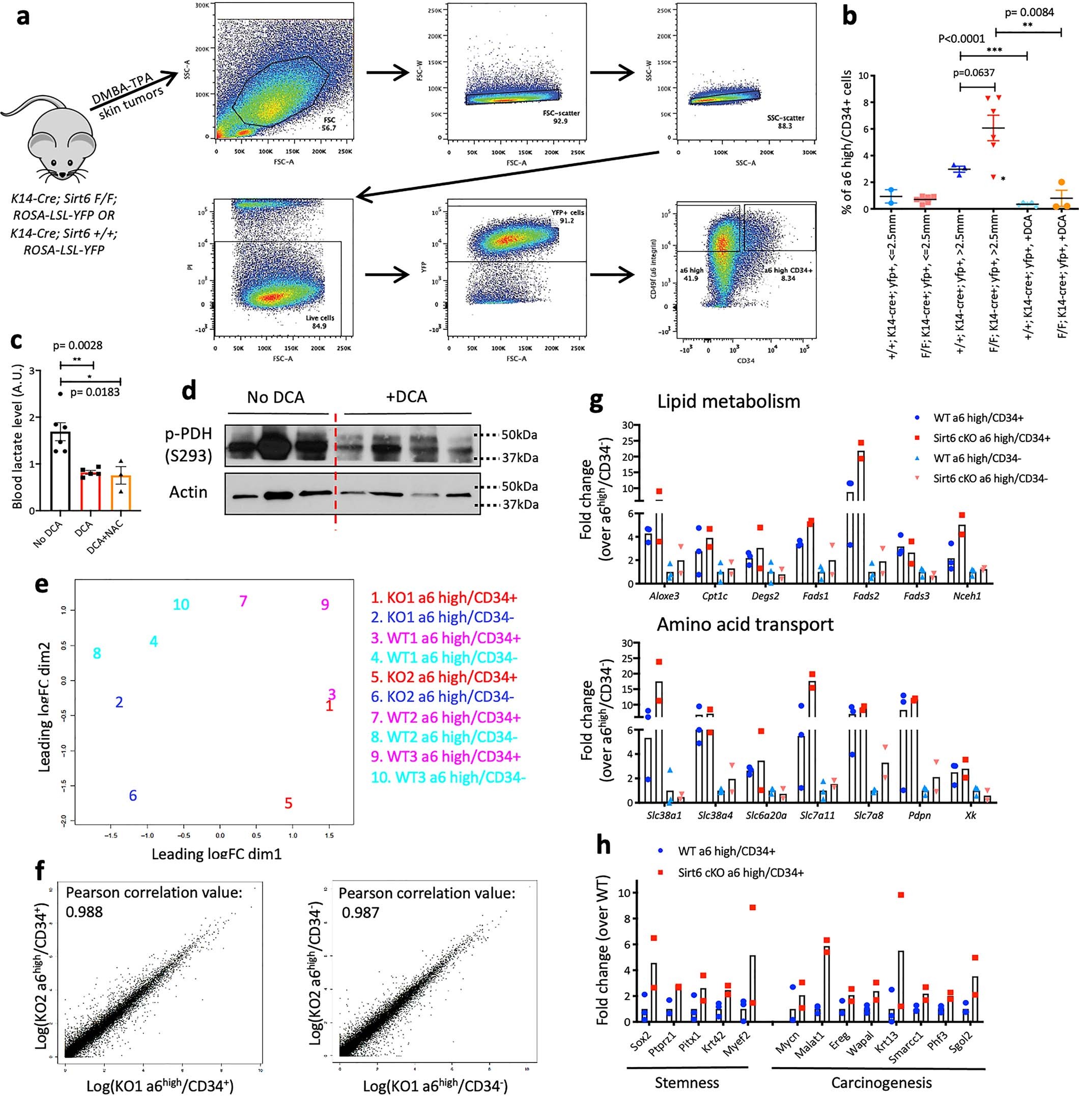 Extended Data Fig. 4: Analysis of tumor-propagating cell enrichment and transcriptome.