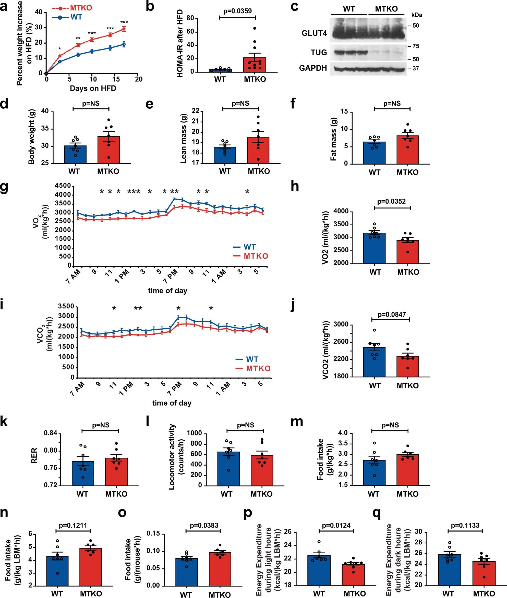 Extended Data Fig. 3: MTKO mice are susceptible to obesity and have reduced energy expenditure on a high-fat diet.
