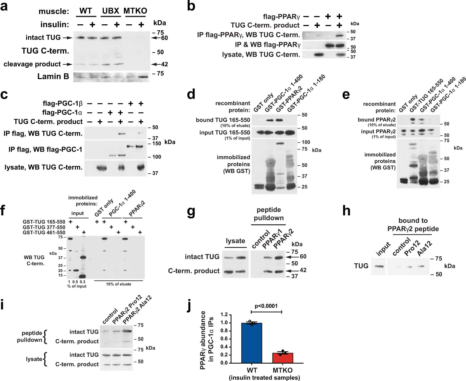 Extended Data Fig. 6: The TUG C-terminal product enters the nucleus and binds PPARγ and PGC-1α.
