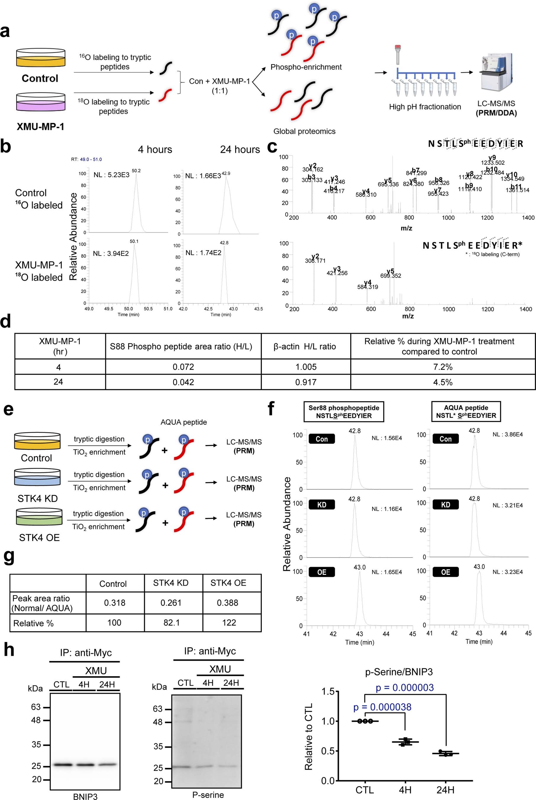 Extended Data Fig. 4: In vitro effects of STK3/4 inhibition or knockdown and overexpression on BNIP3 Ser88 phosphorylation.