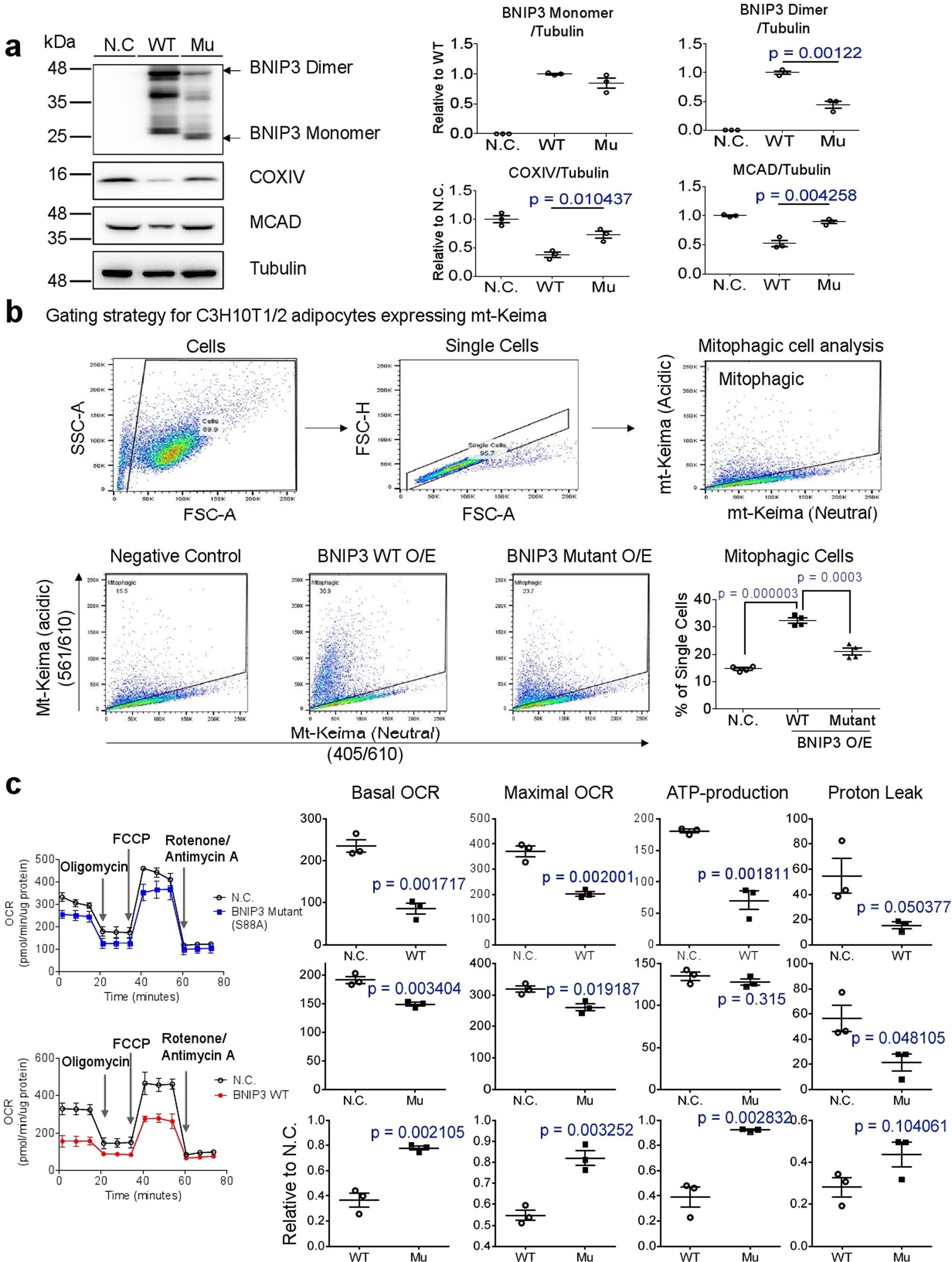 Extended Data Fig. 7: BNIP3 overexpression increases mitophagy in C3H10T1/2.
