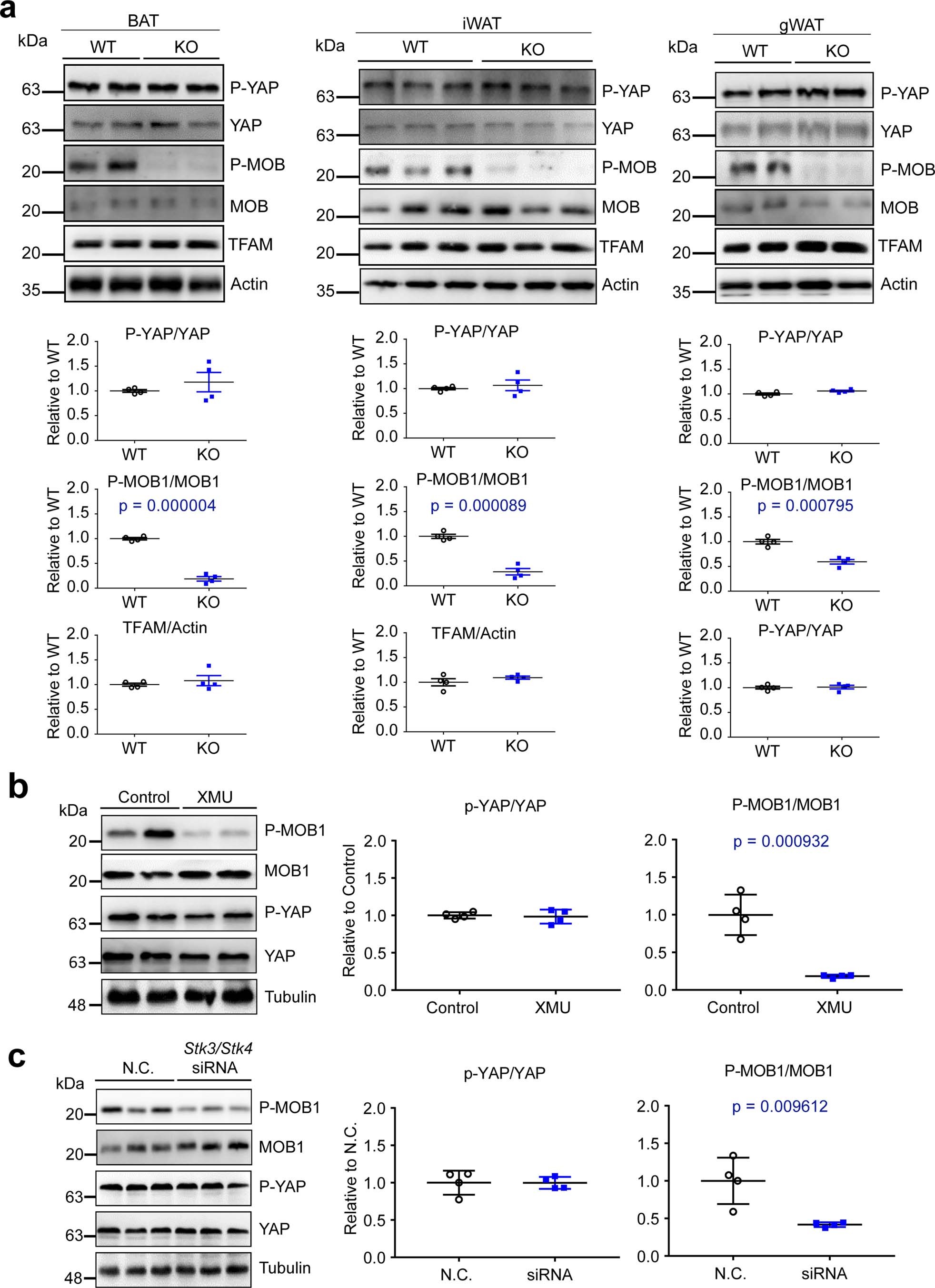 Extended Data Fig. 1: Effects of STK3/STK4 KO or inhibition on the phosphorylation levels of downstream targets.