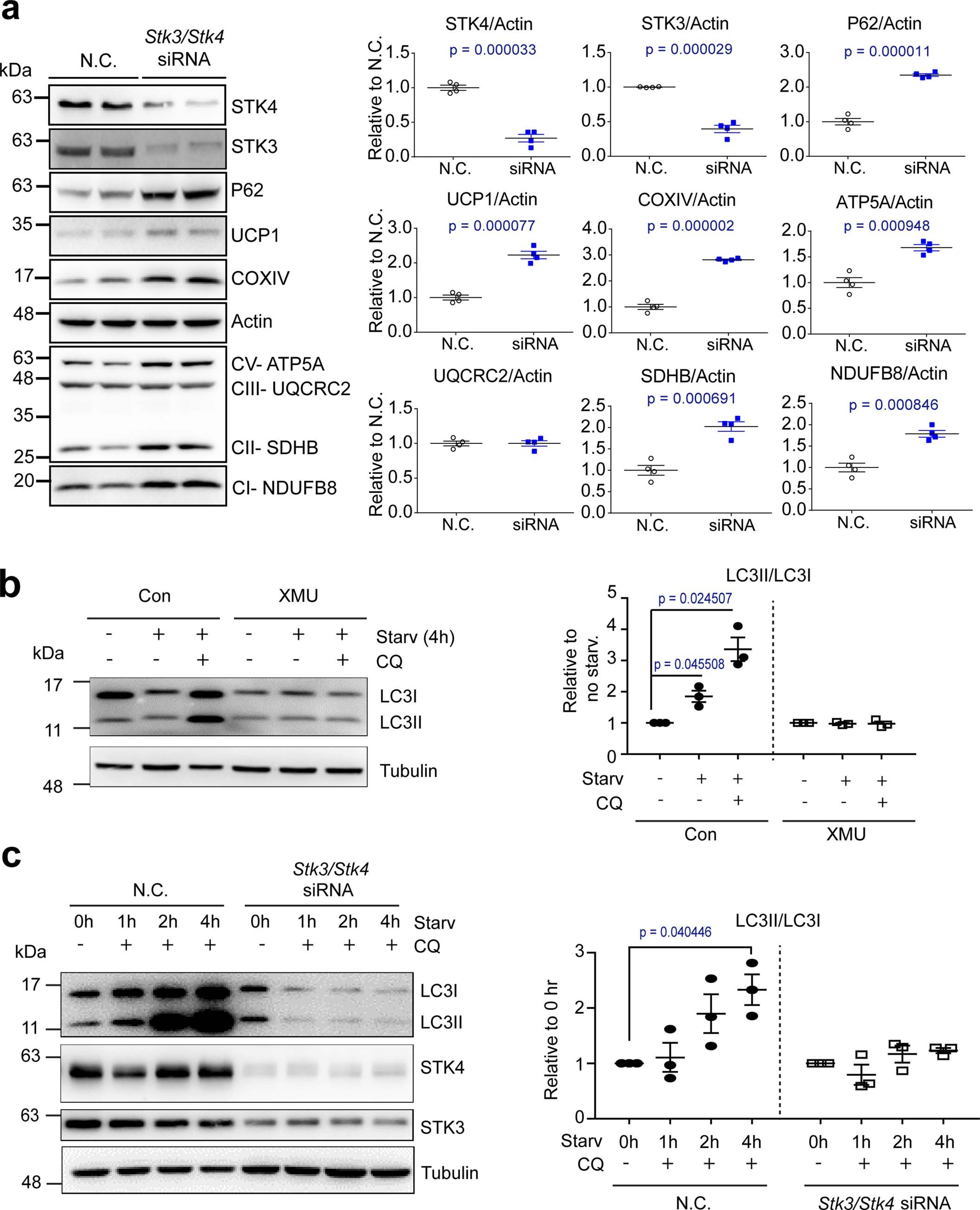 Extended Data Fig. 2: Effects of STK3/STK4 knockdown or inhibition on the mitochondrial proteins and macroautophagy.