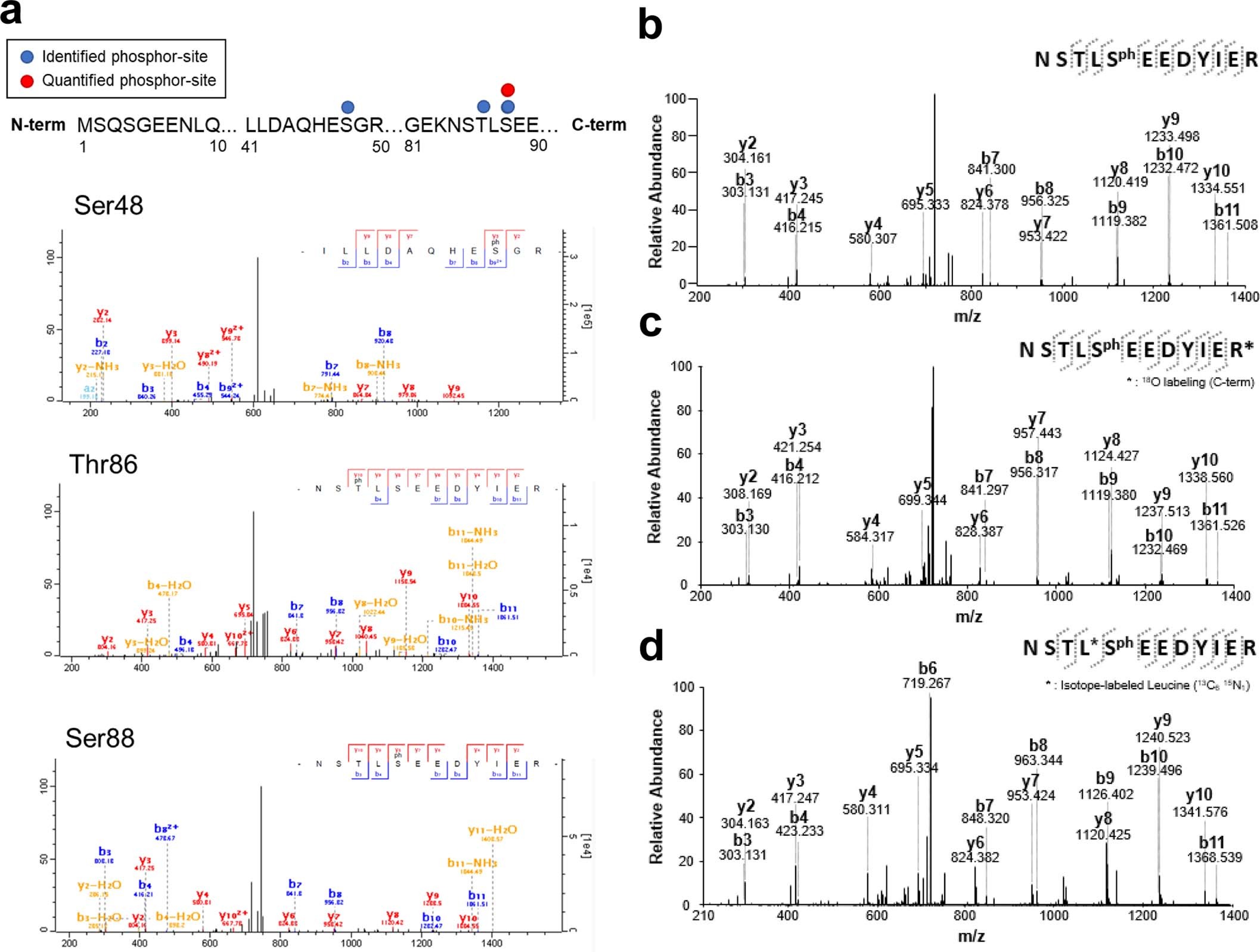 Extended Data Fig. 3: LC-MS/MS spectra of Ser48, Thr86, and Ser88 phosphorylated peptide and High-resolution (HR) MS/MS spectra of Ser88 phosphorylated peptides (NSTLSphEEDYIER) in BNIP3 protein.