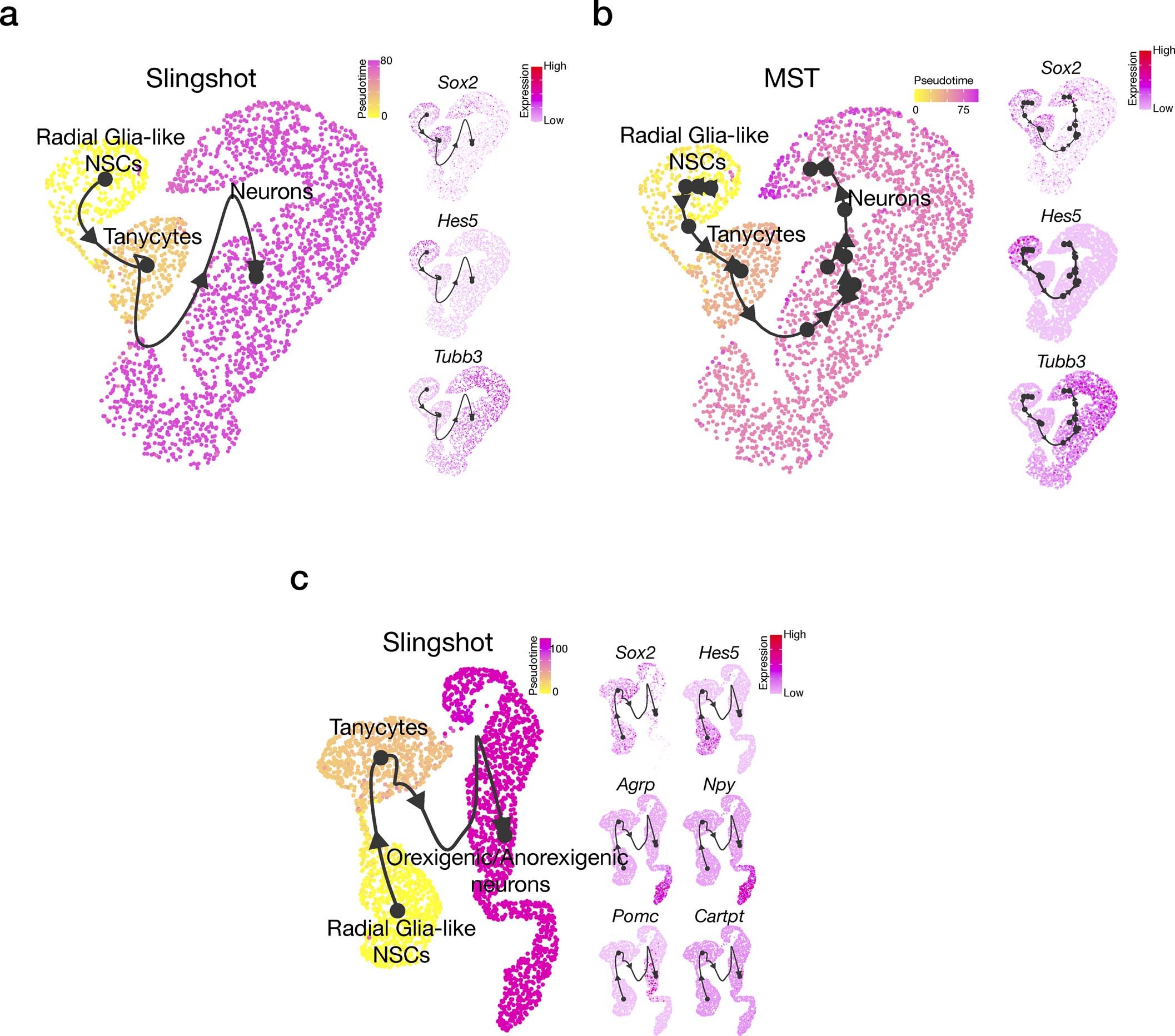 Extended Data Fig. 8: Pseudotime differential trajectory analysis of RG-like NSCs, tanycytes and neurons from the Ins2-Cre;Ai14 tdTomato+ scRNA-Seq dataset.