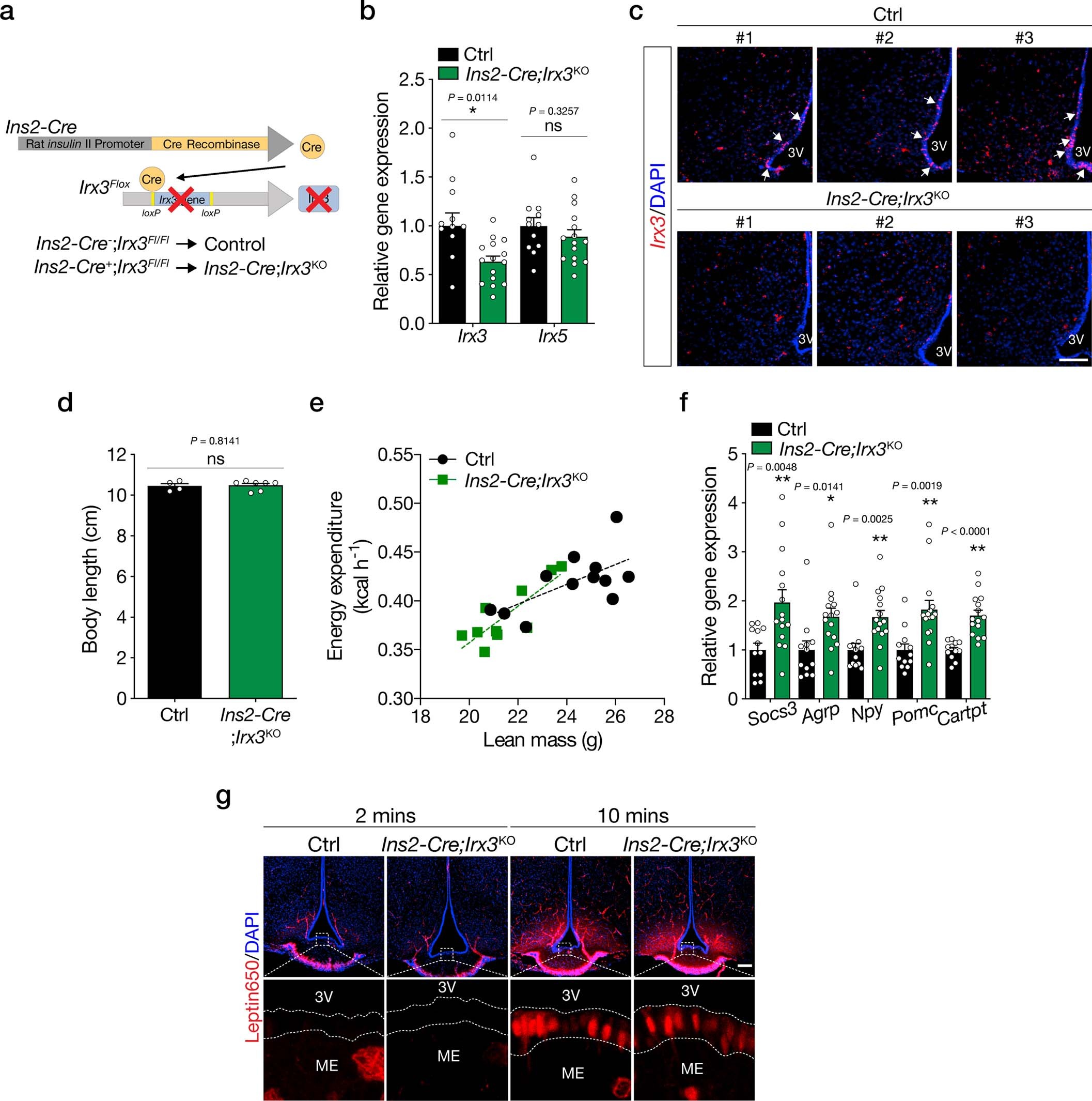 Extended Data Fig. 9: General phenotypes of Ins2-Cre;Irx3KO mice.