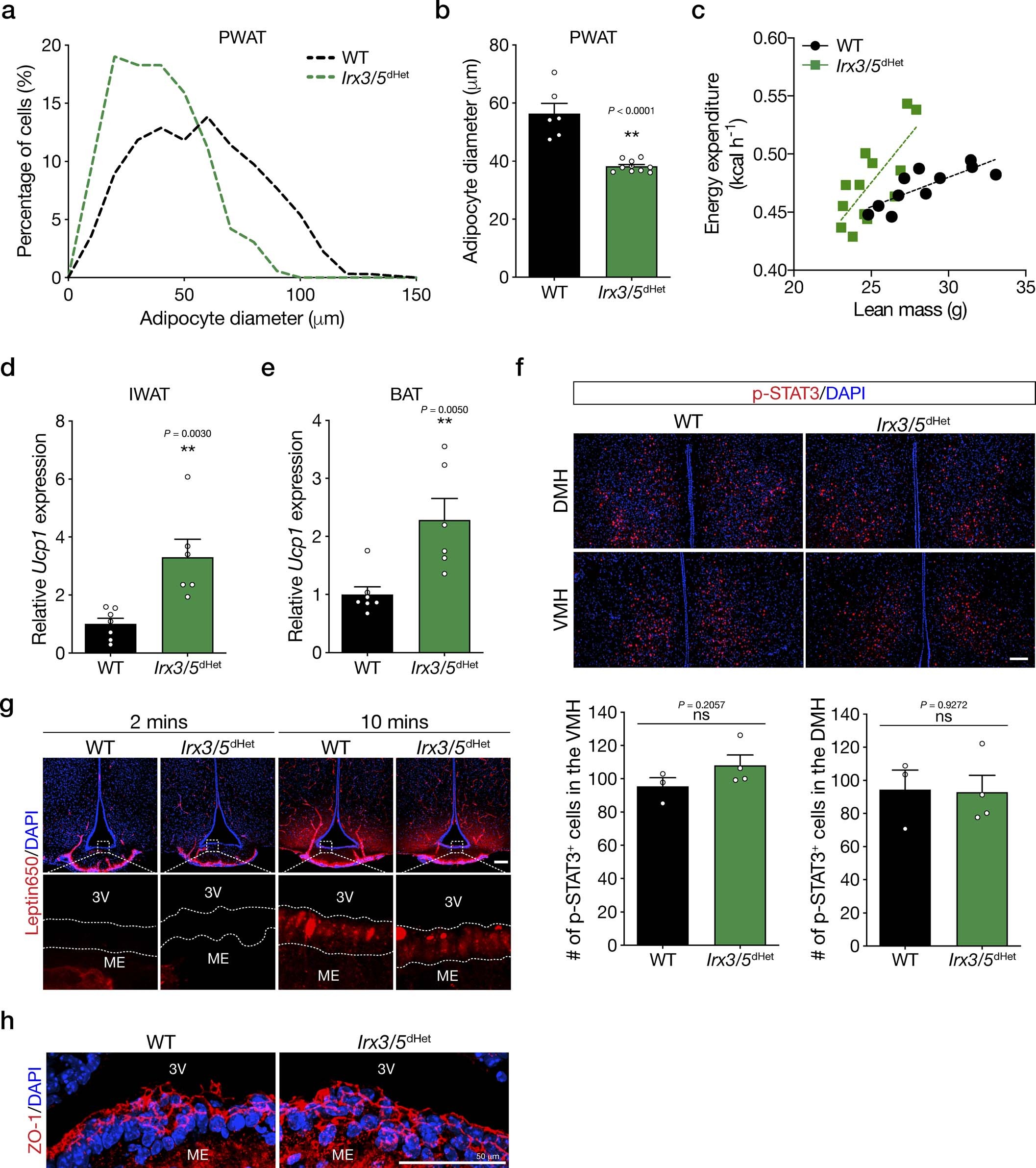 Extended Data Fig. 2: Metabolic phenotypes of Irx3/5dHet mice.