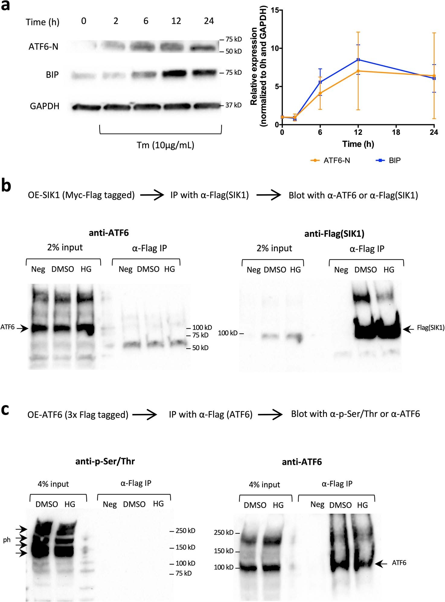 Extended Data Fig. 5: HG engages several downstream effectors leading to β-cell proliferation (related to Fig. 8).