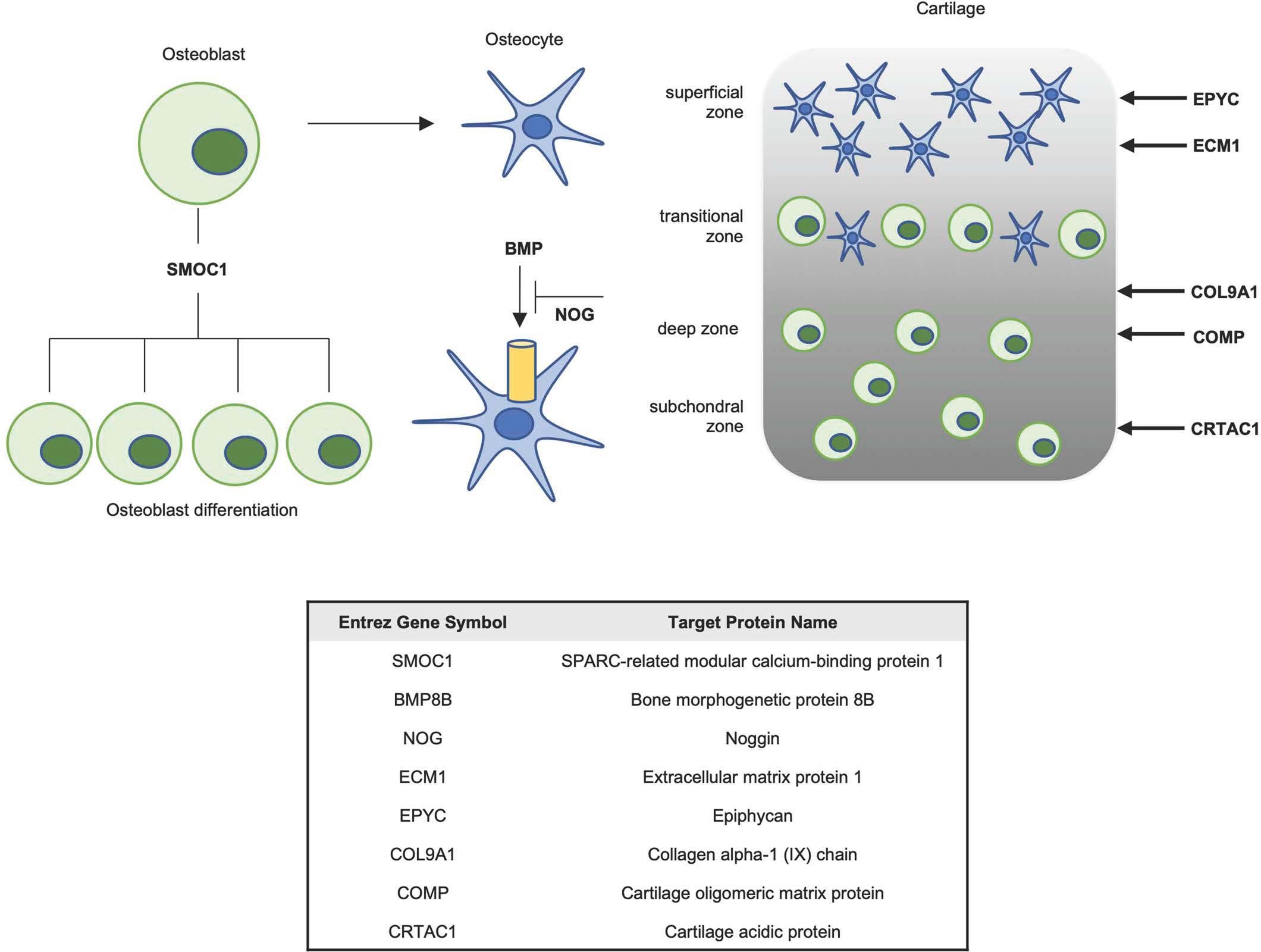 Extended Data Fig. 1: Secreted proteins positively related to bone homeostasis and baseline VO2max.